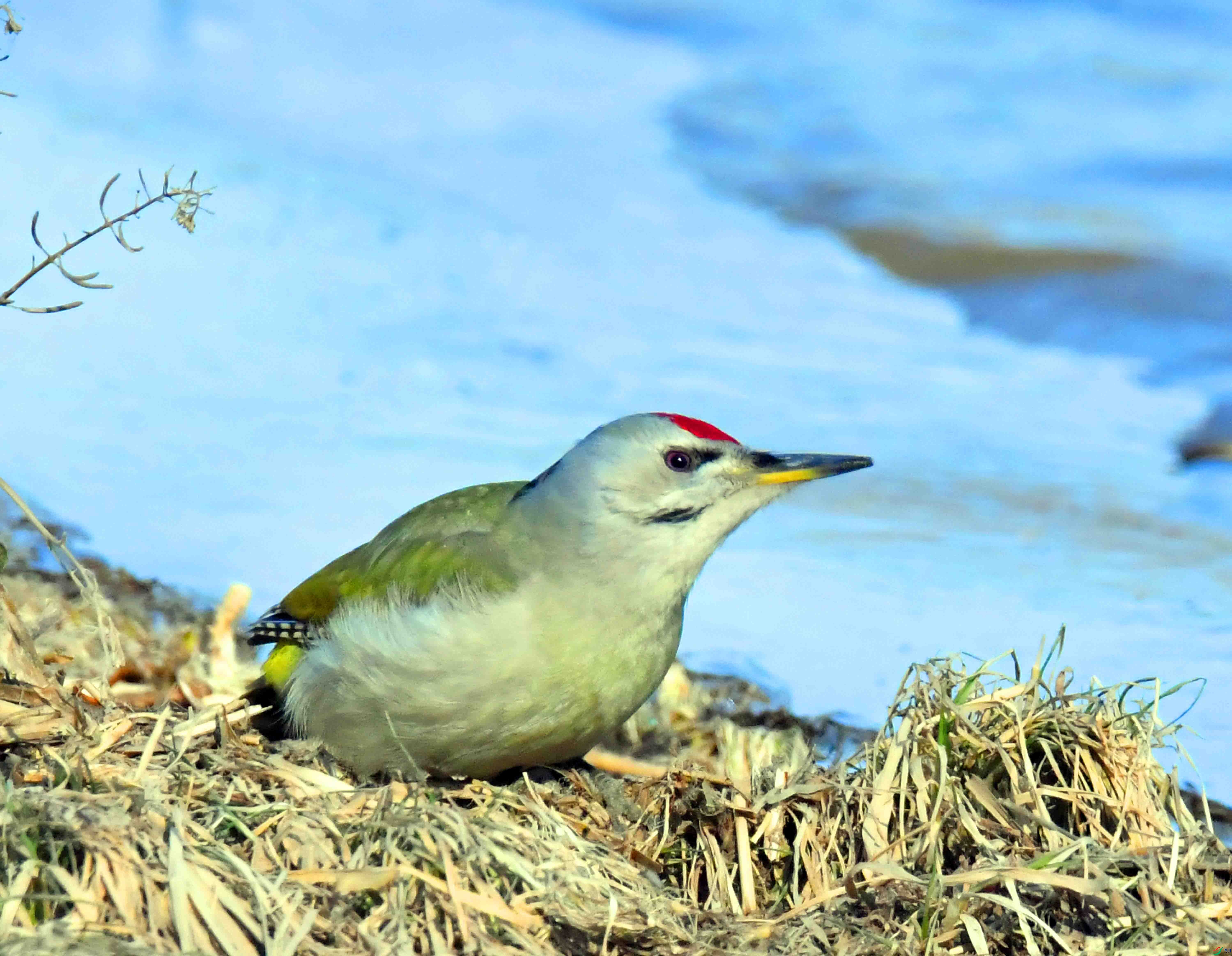 DSC_1736.JPG