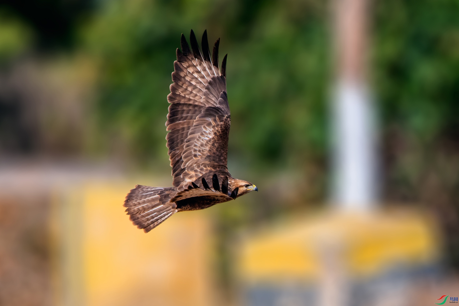 ��_AUU3036��ϲɽ