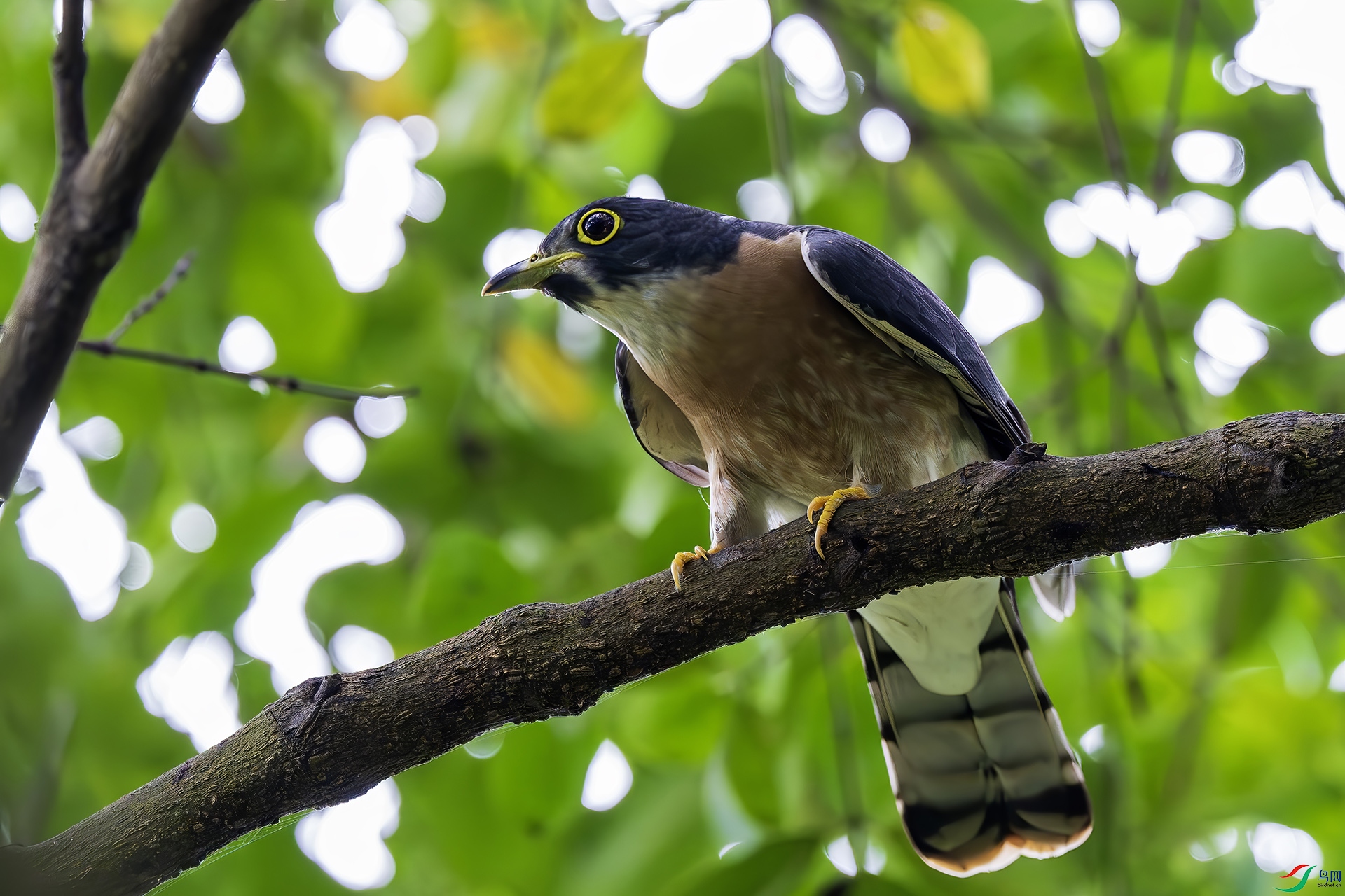 ���ظ�ӥ��