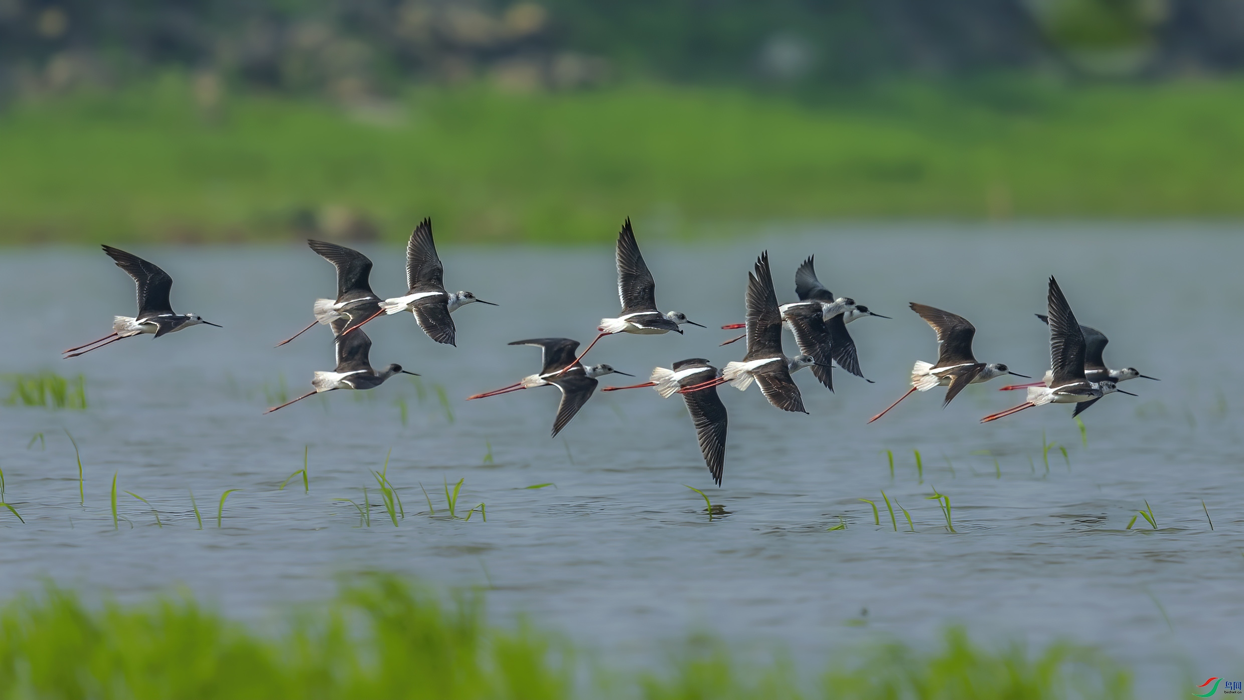 C09R5176 ����.jpg