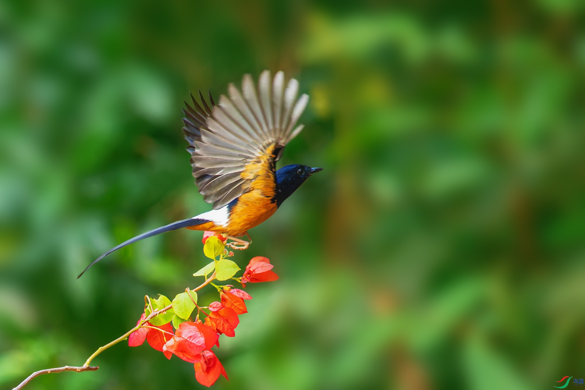 DSC_7392-1.jpg