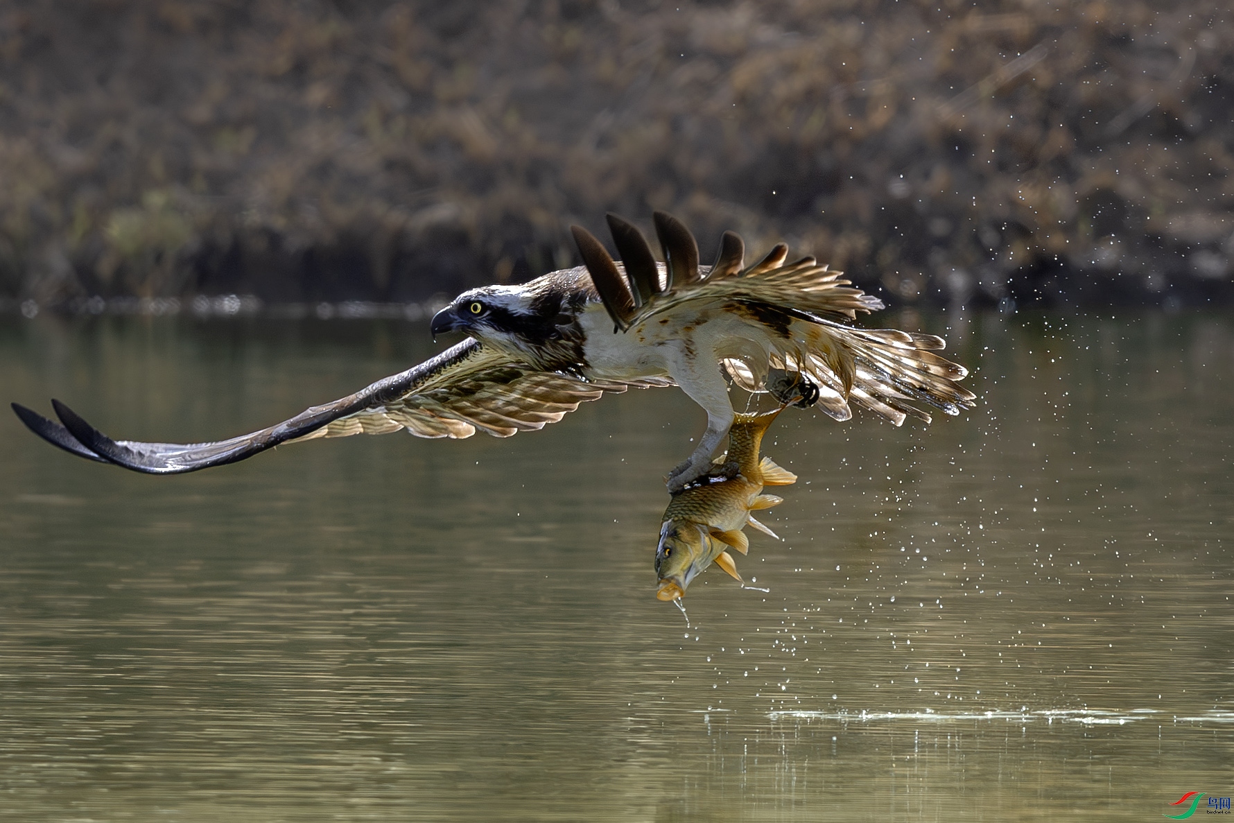 _31A7930-����ǿ-NR ����.jpg