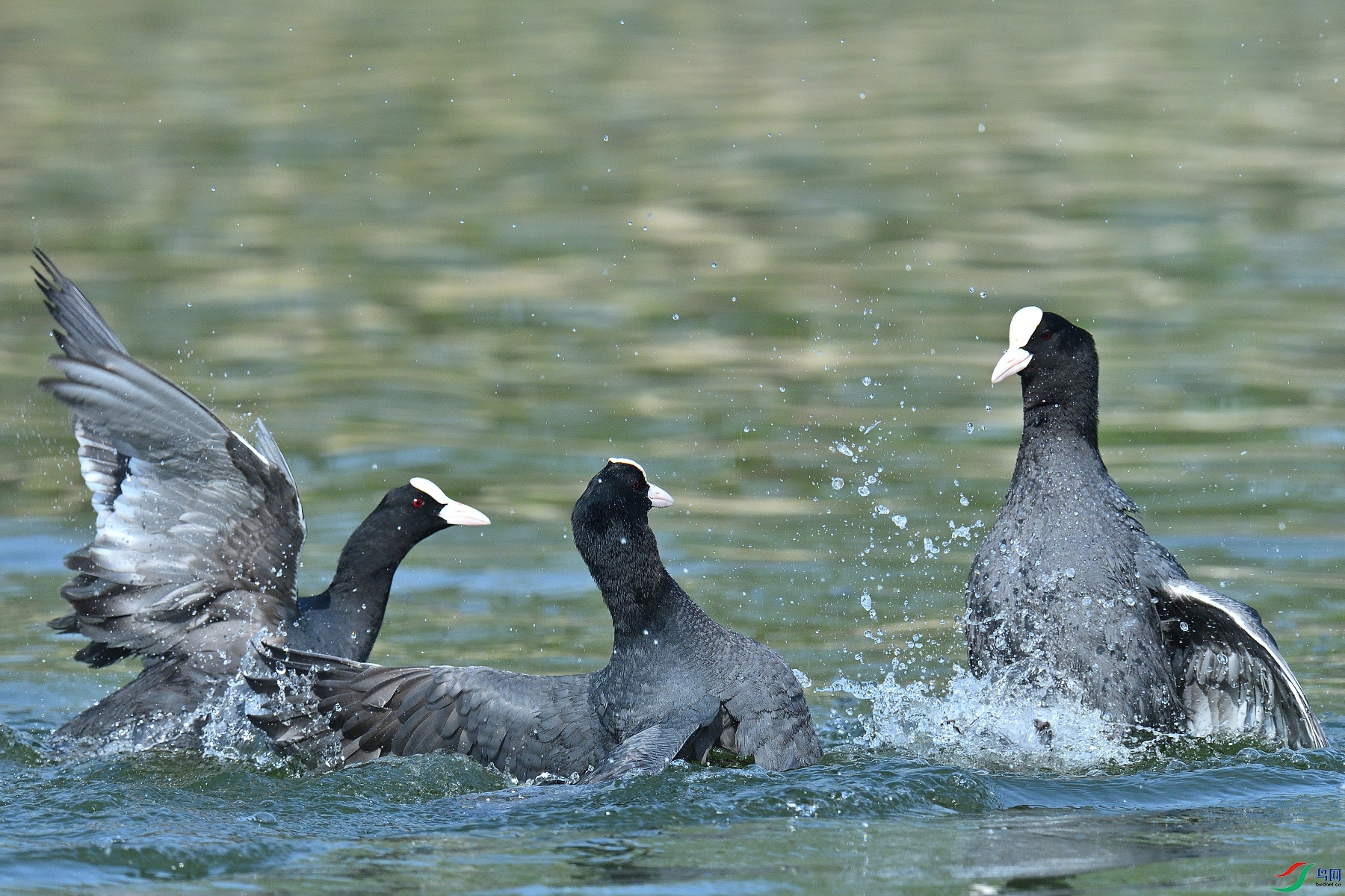 DSC_6587.JPG