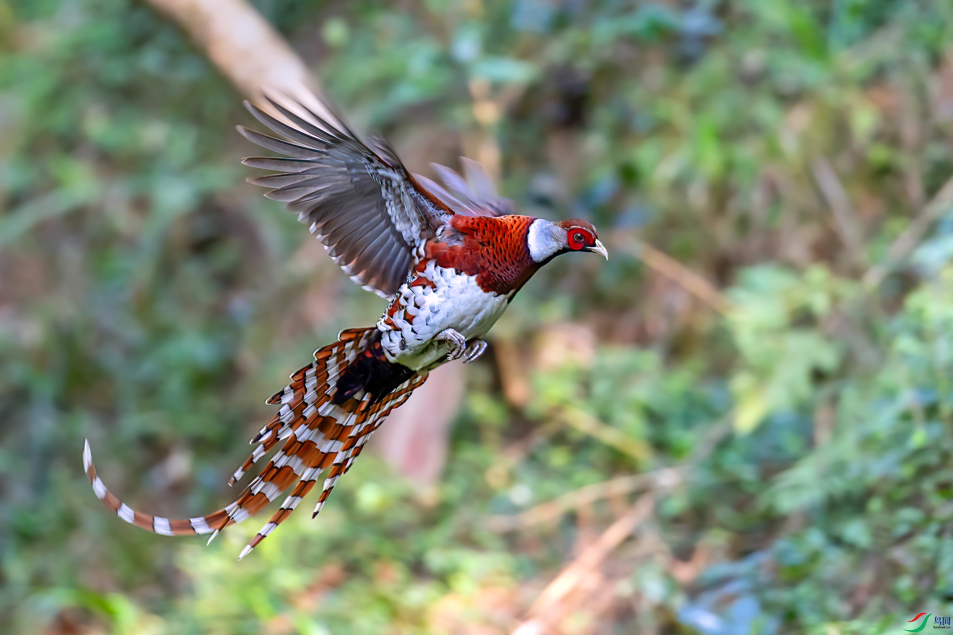 060A7141 ����-Sh---1 .jpg