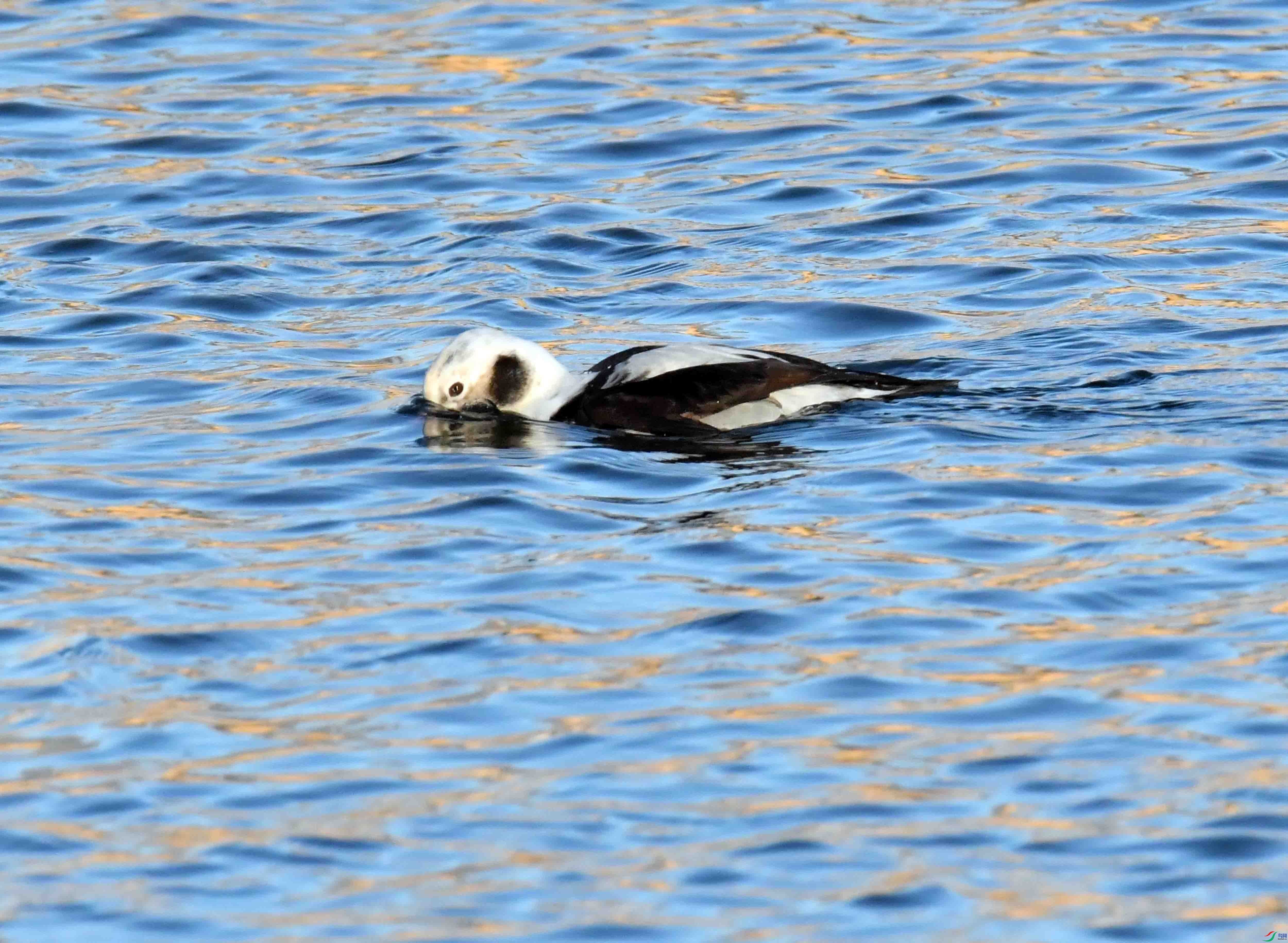 DSC_7246.JPG