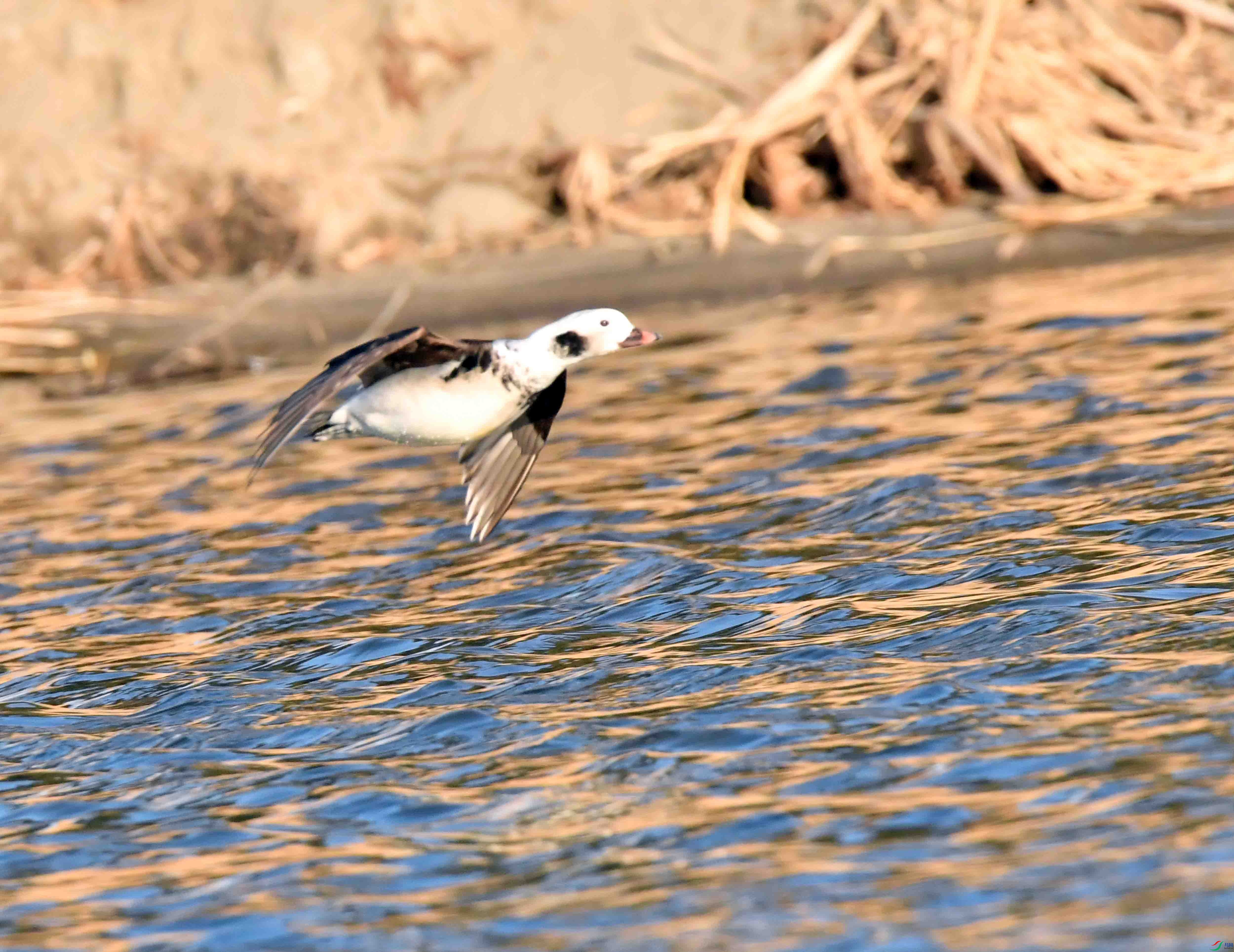 DSC_7182.JPG