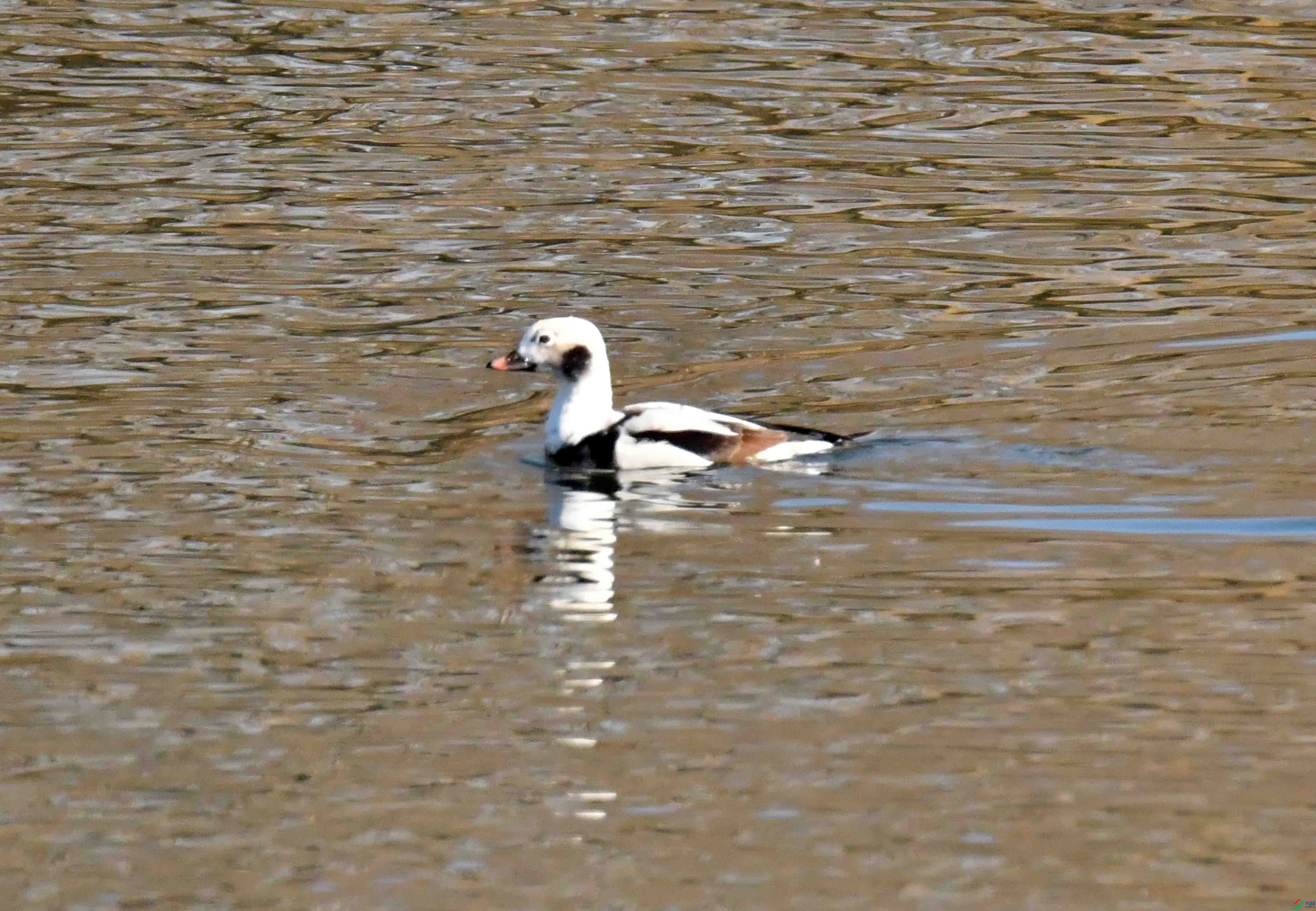 DSC_7525.JPG