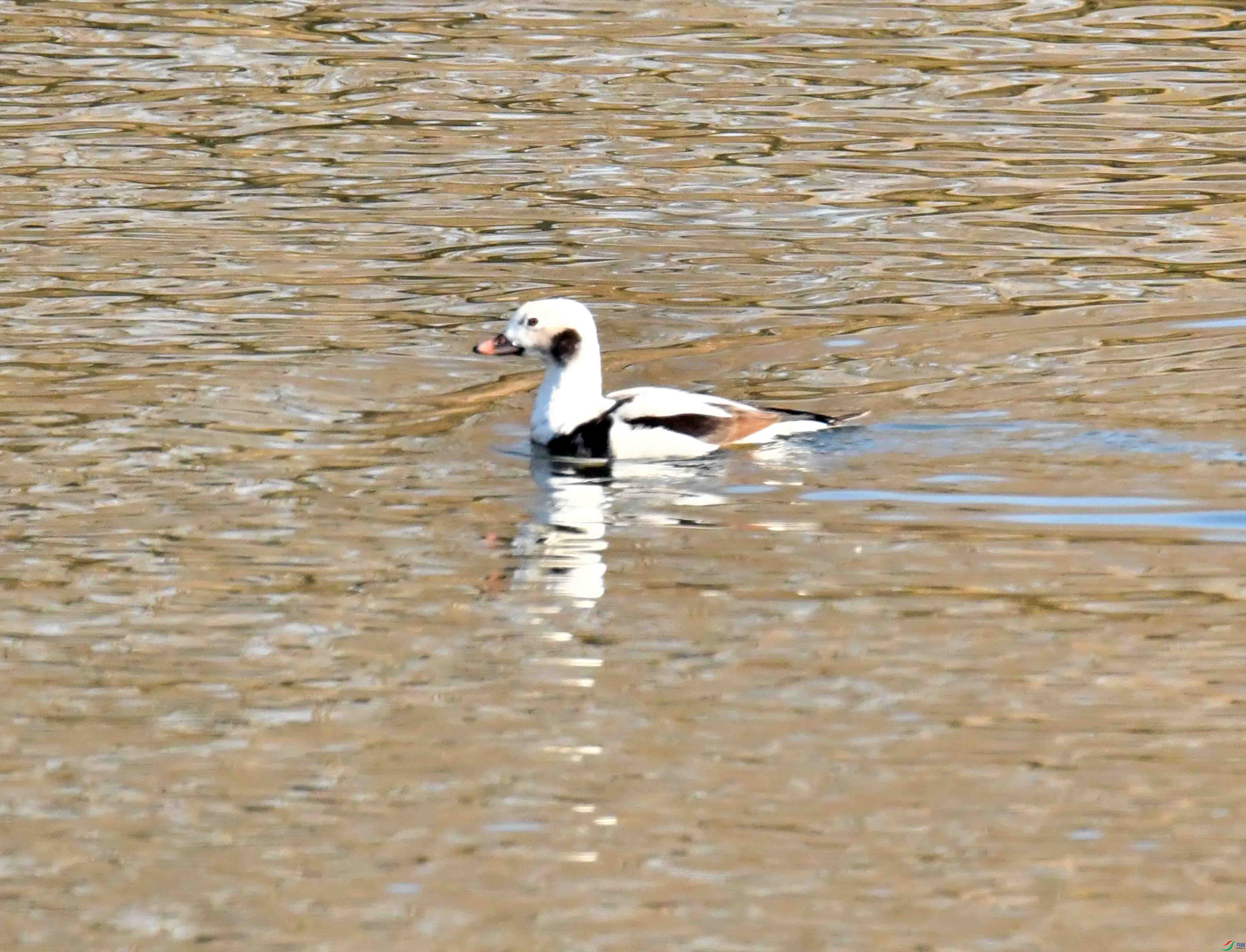 DSC_7526.JPG