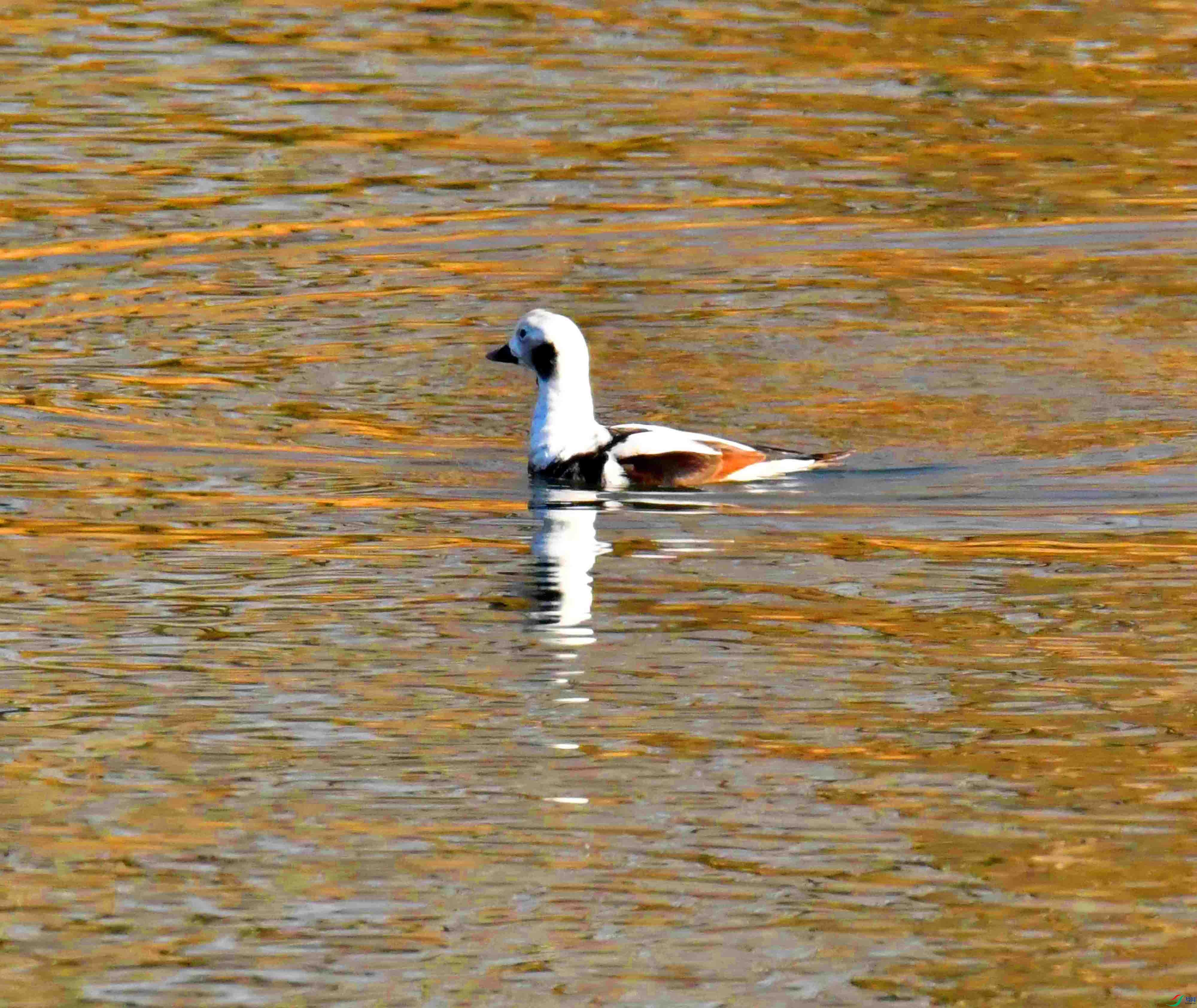 DSC_7531.JPG