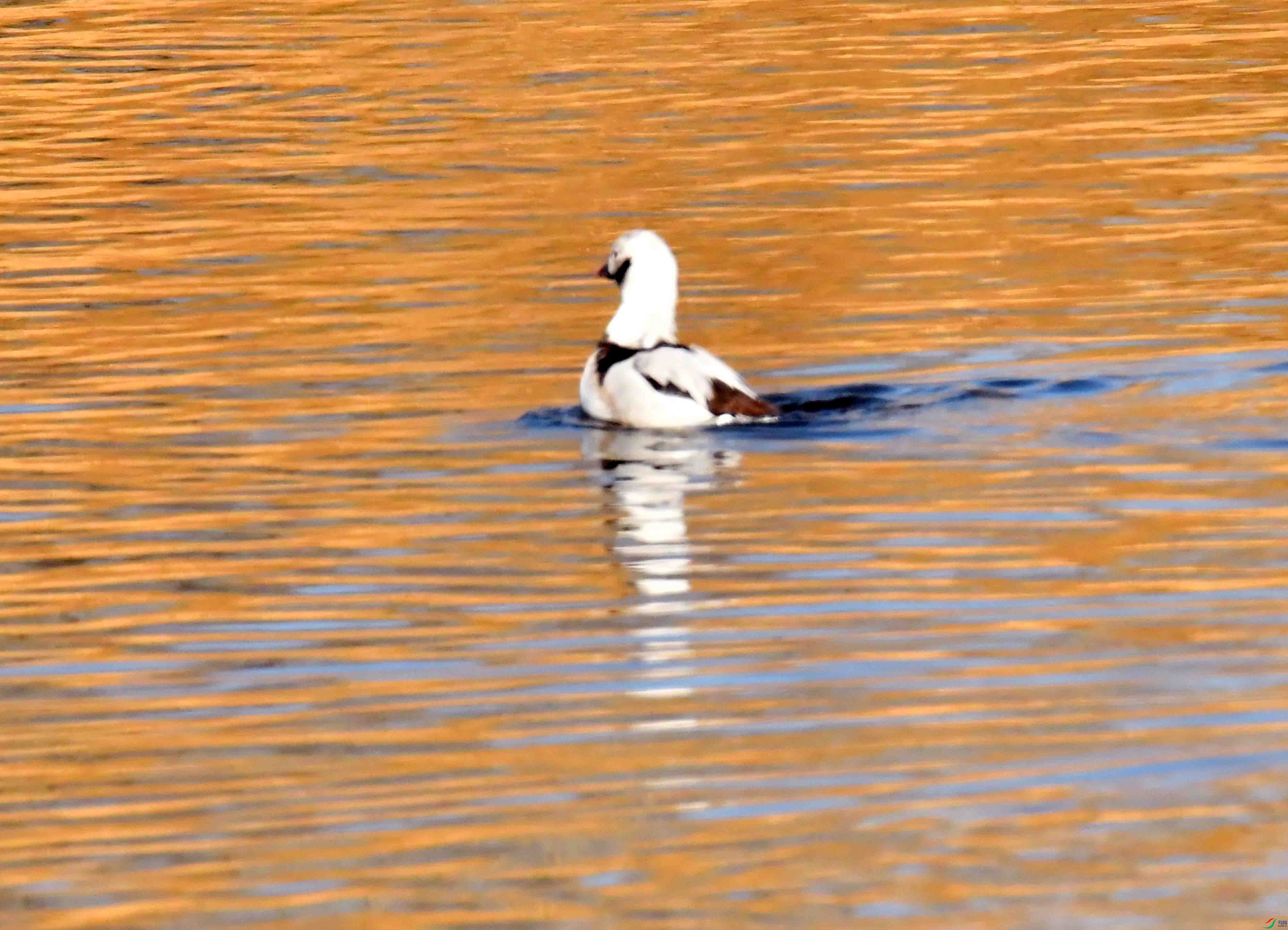 DSC_7552.JPG