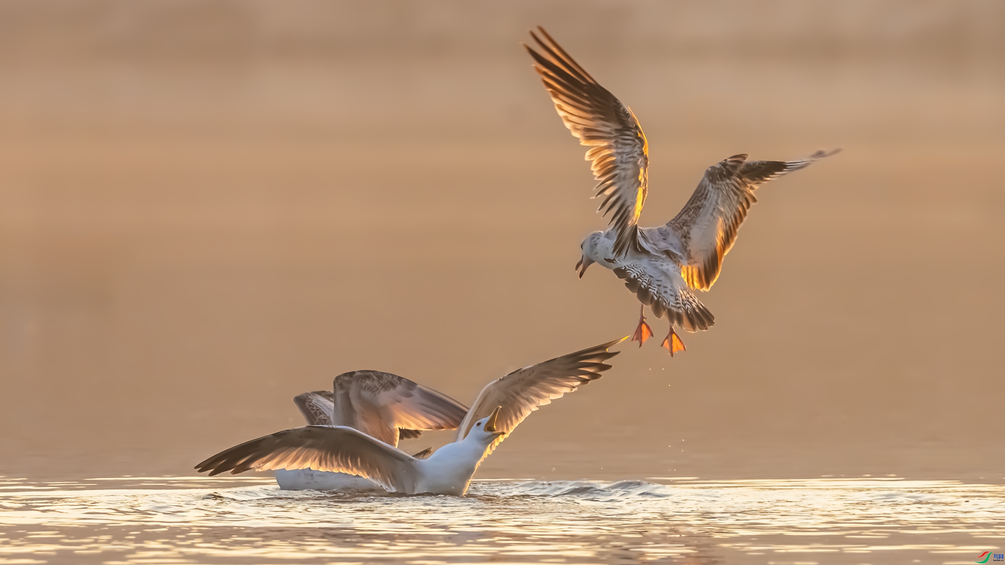 ������  ���� ������ͷ ��һ.jpg