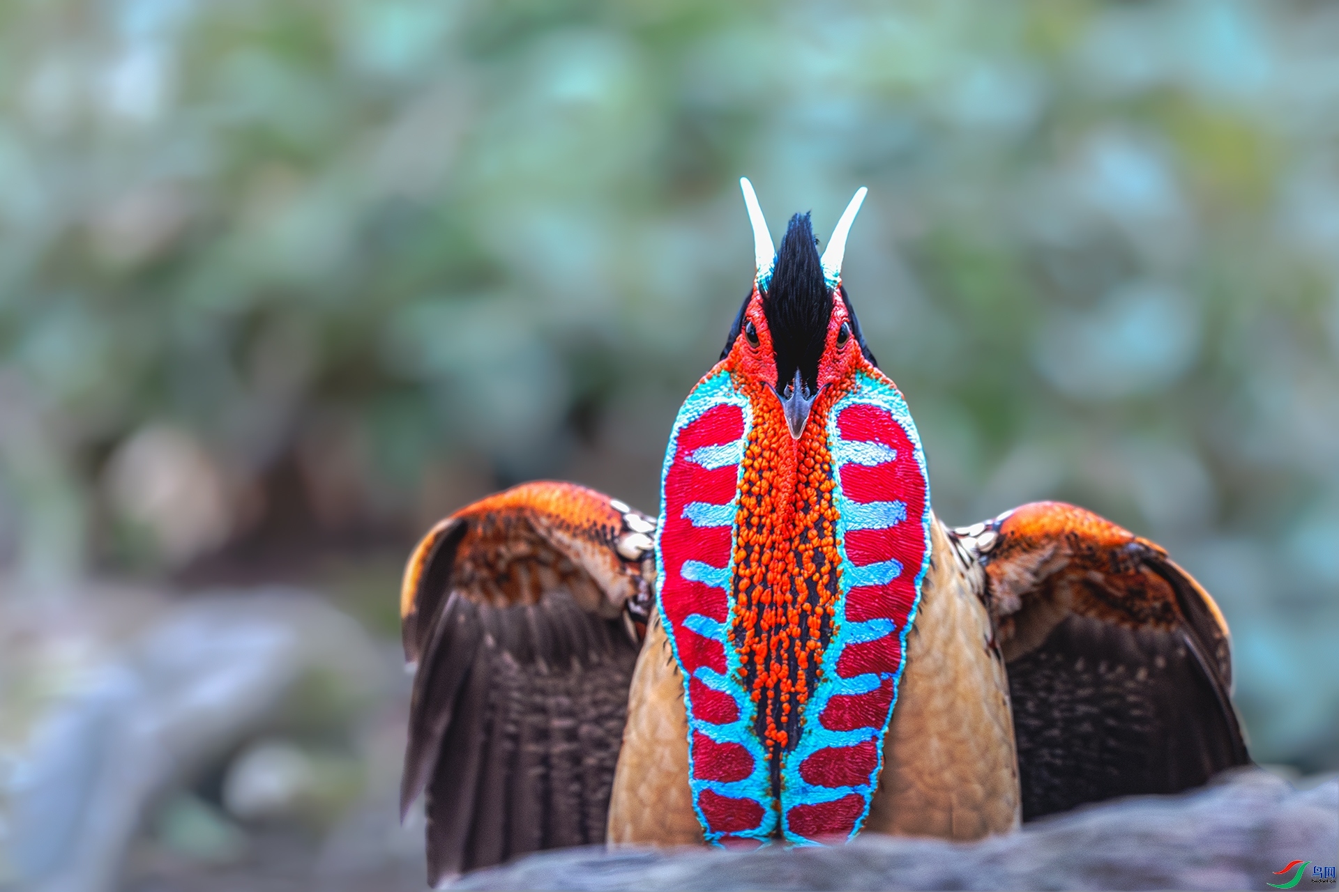 ����  ���� ����ǿ ����.jpg