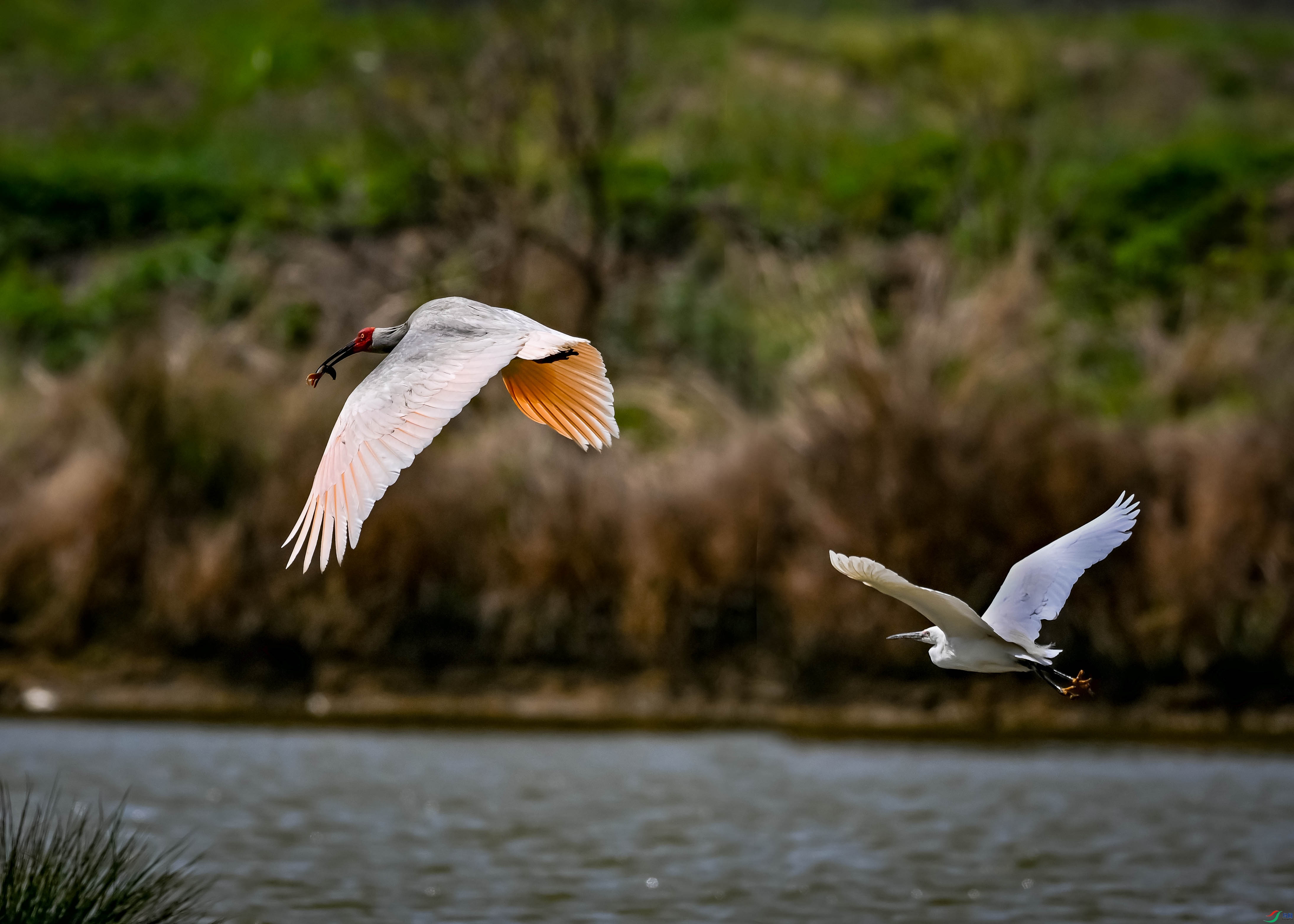 DSC_0486.jpg