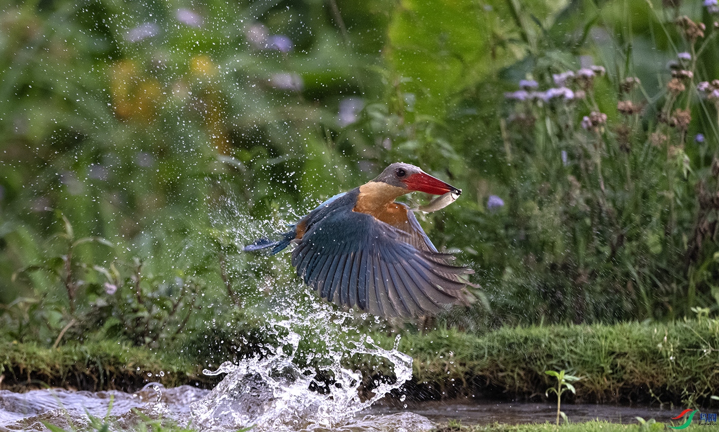 DSC_1395 ����.jpg