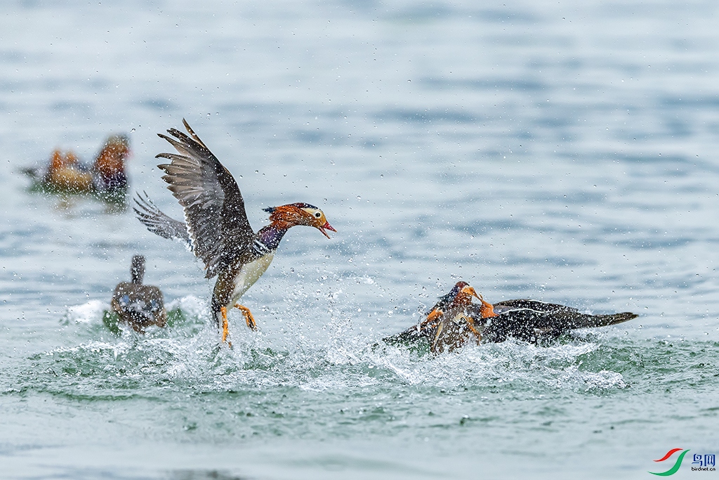 0F7A3313 ����.jpg