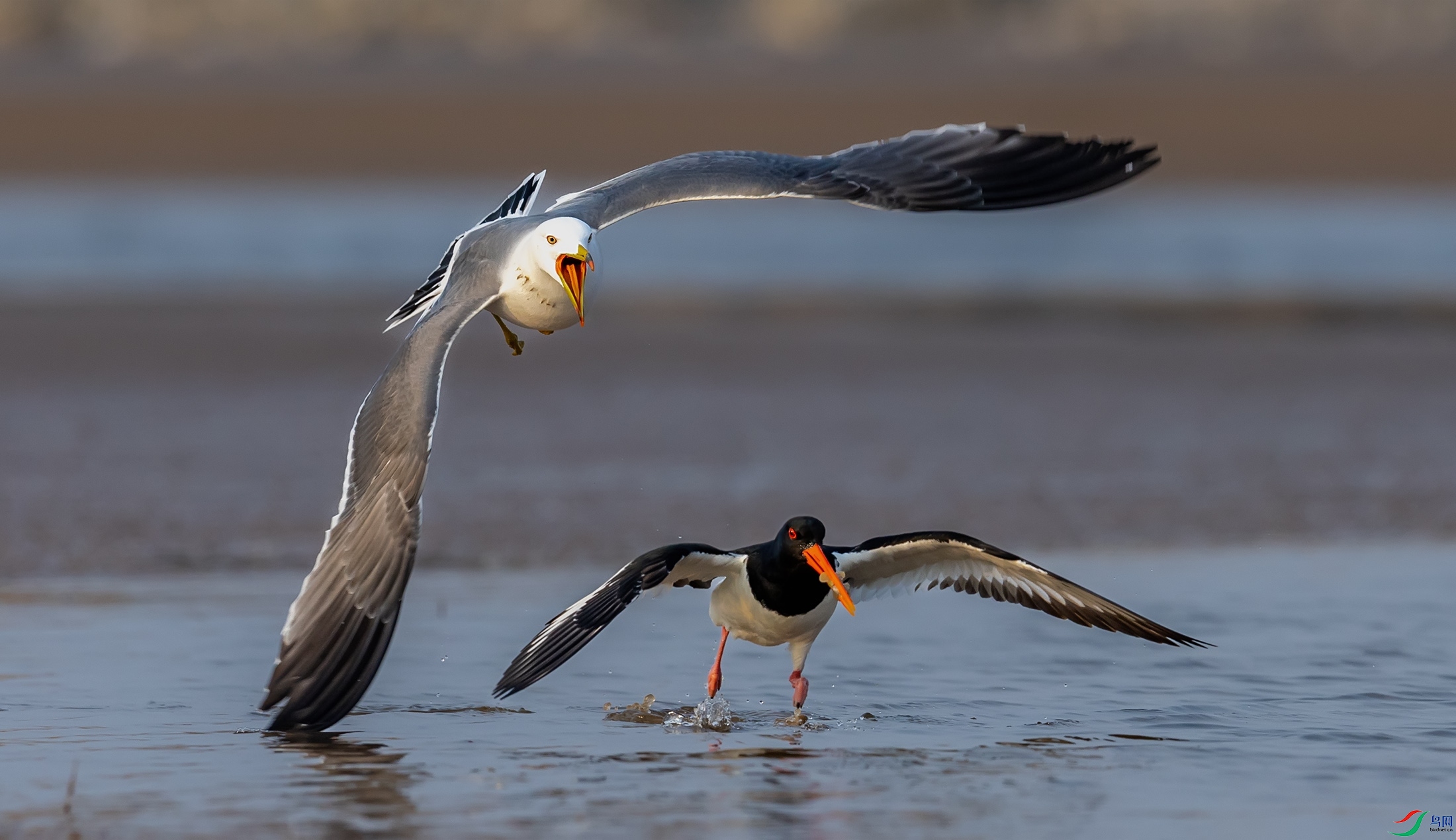 ��βŸ������