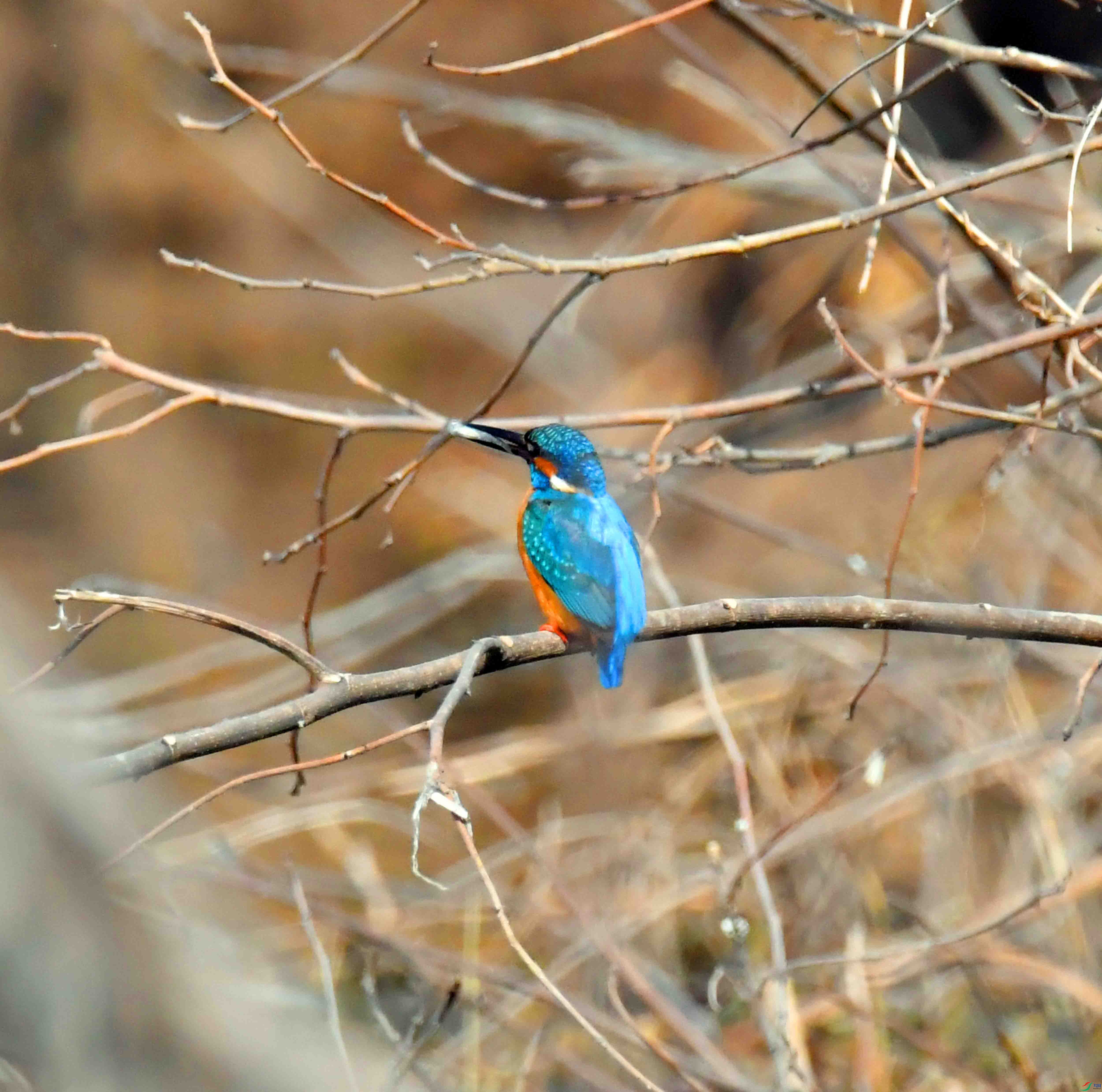 DSC_0184.JPG