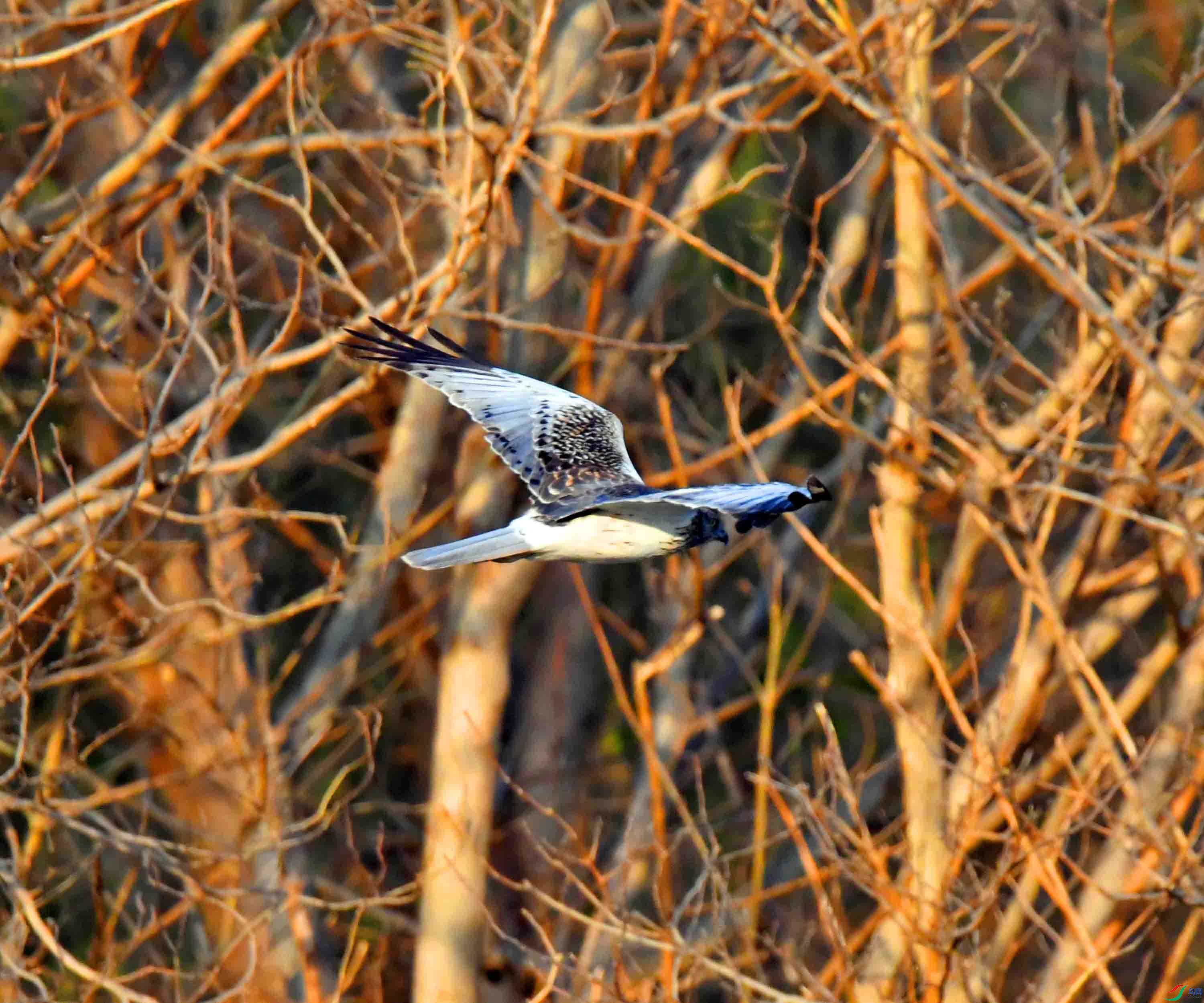 DSC_2285.JPG