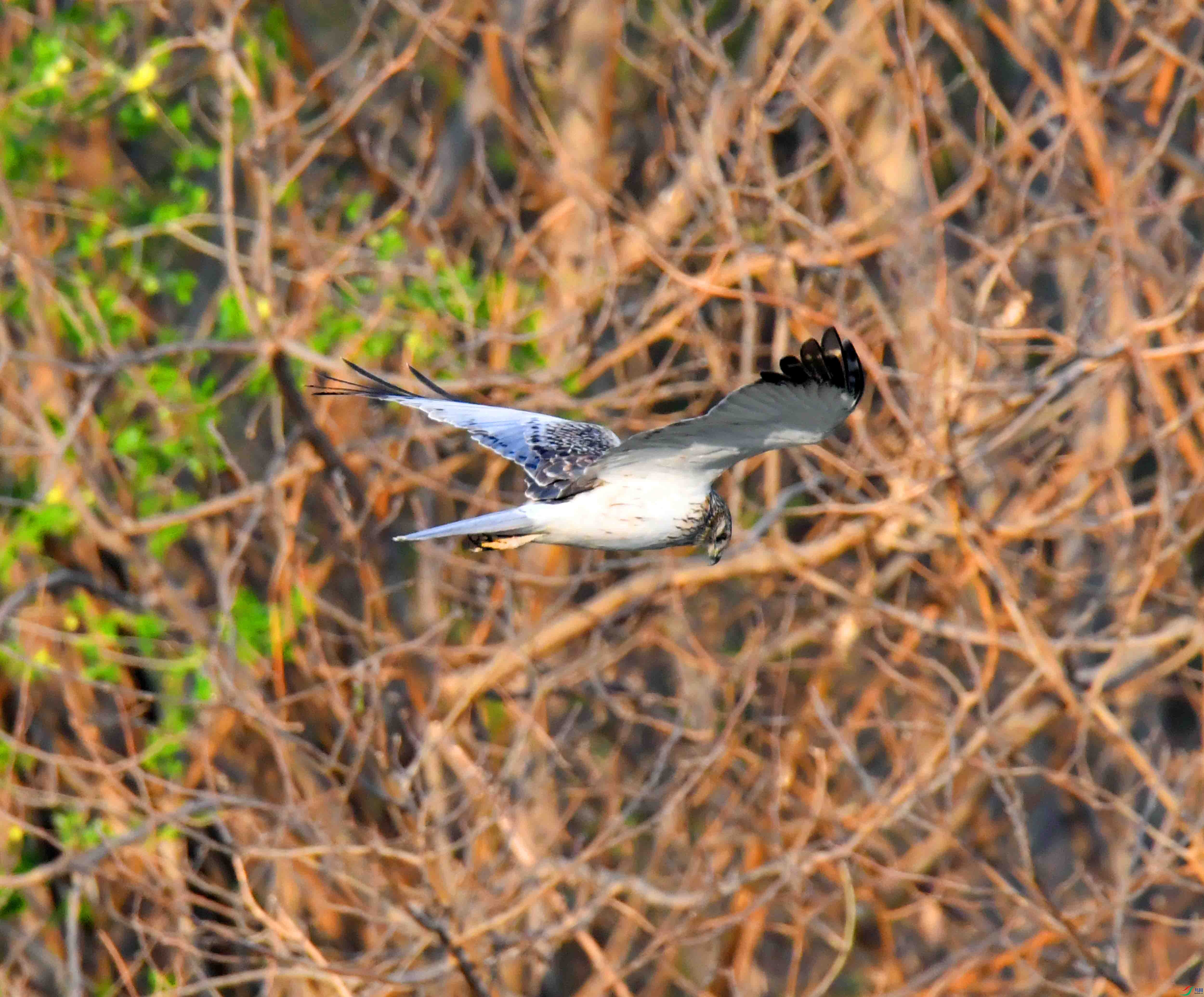 DSC_2284.JPG