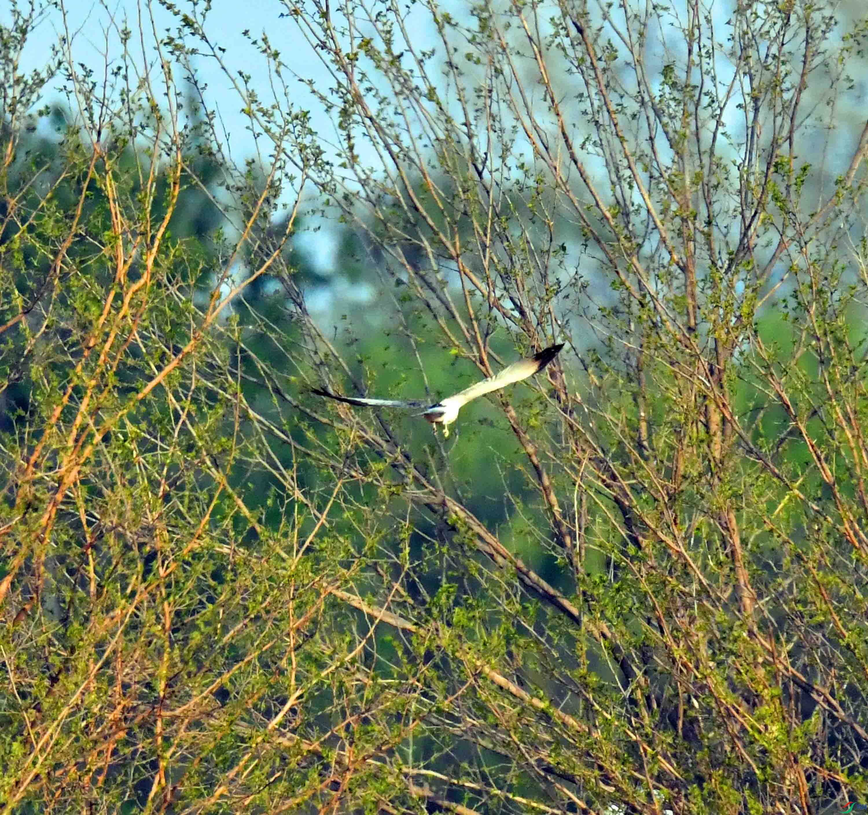 DSC_2322.JPG