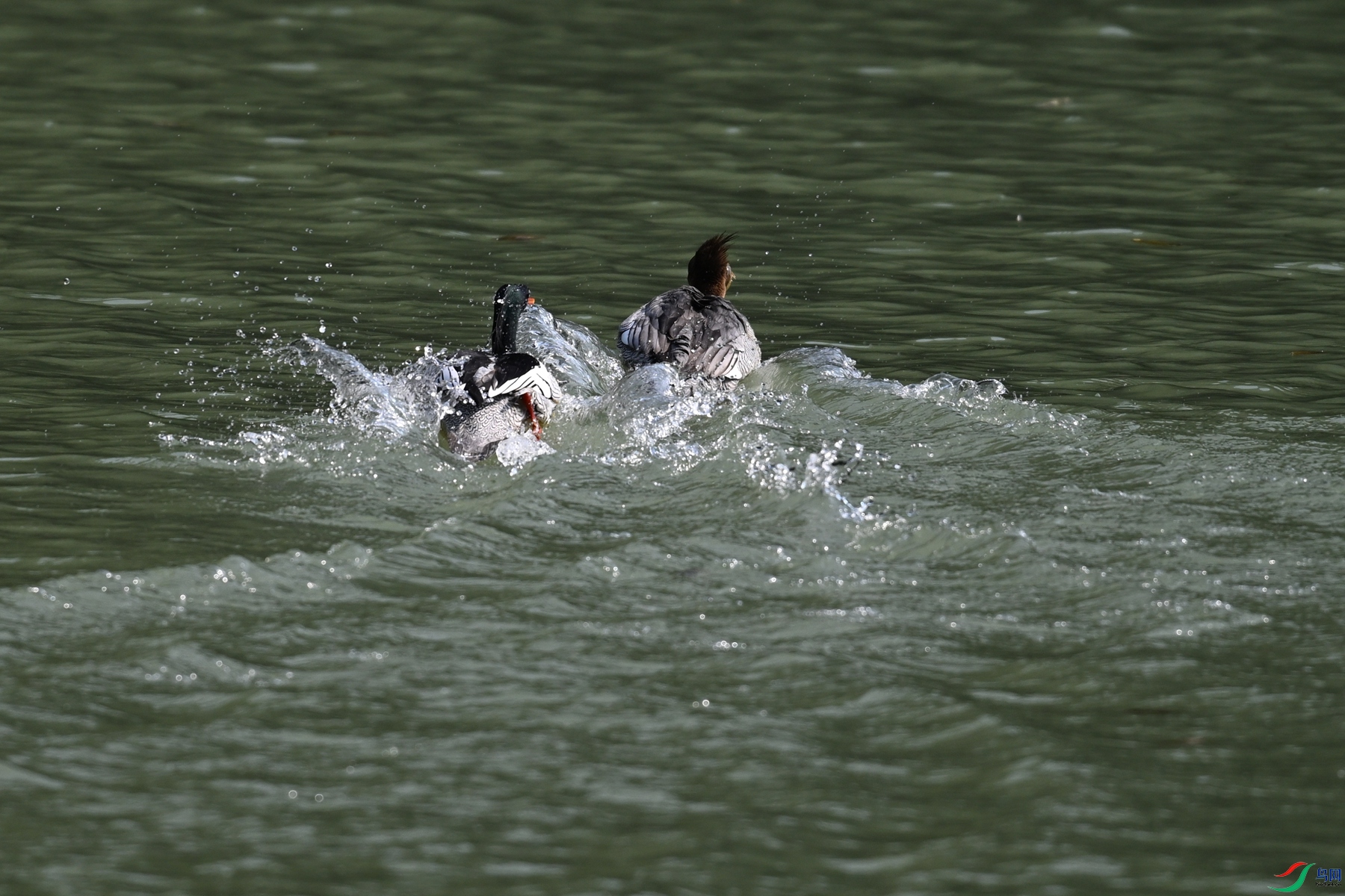 DSC_7363.JPG