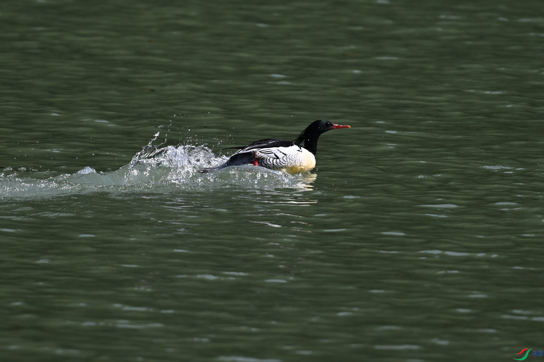 DSC_7348.JPG