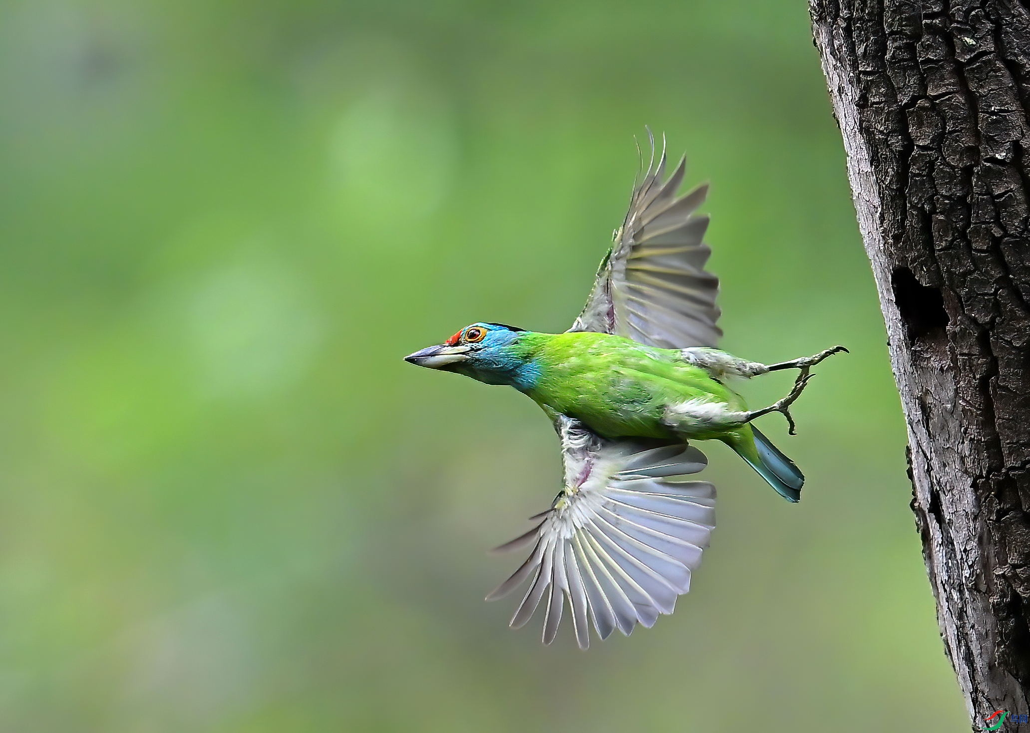 DSC_9948 - ����-DeNoiseAI-denoise.jpg