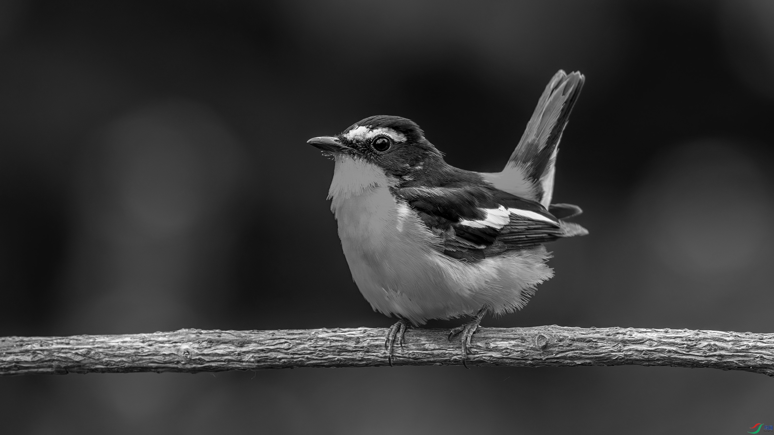 DSC05032-h.jpg