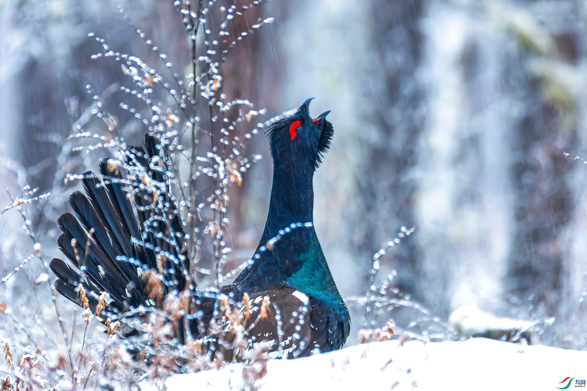 060A0212 ����-Sh----1 .jpg