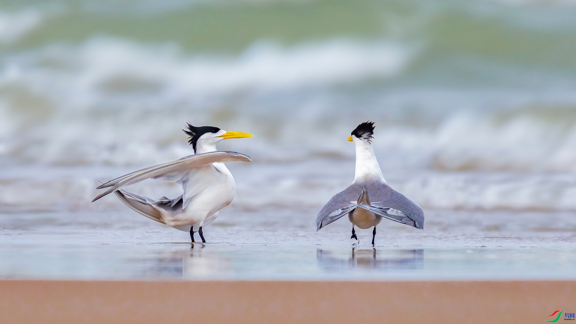 4.20Դ����Ȼ��ʦ��Ʒ  �����ı��ס� ��ף���ٻ����������.jpg