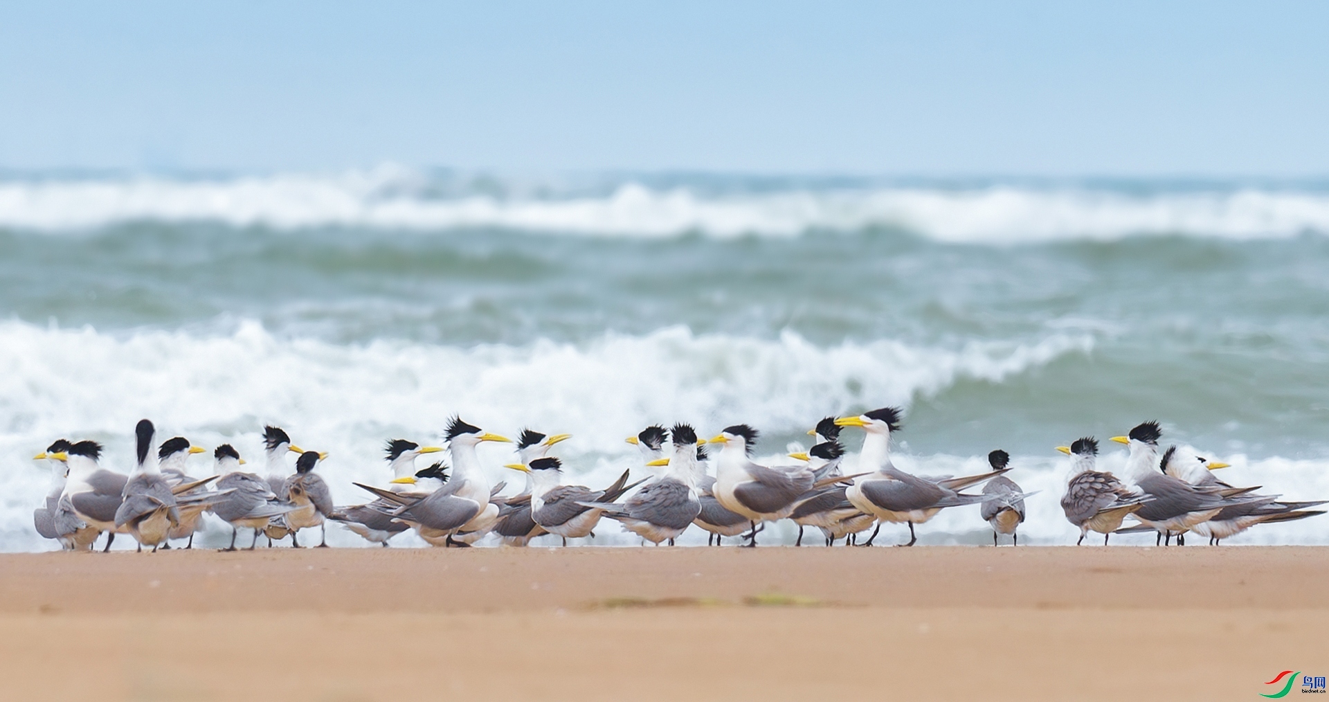 4.21������ѩ��ʦ��Ʒ   �ۼ� ��ף���ٻ���Ӱʦ������.jpg