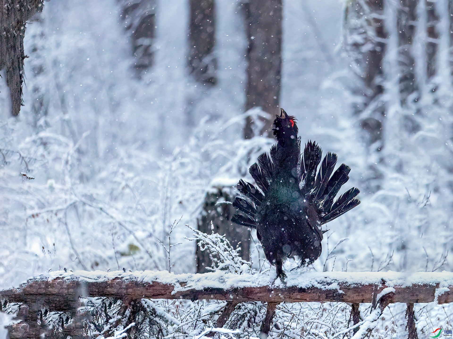 060A2743 ����-Sh---1 .jpg