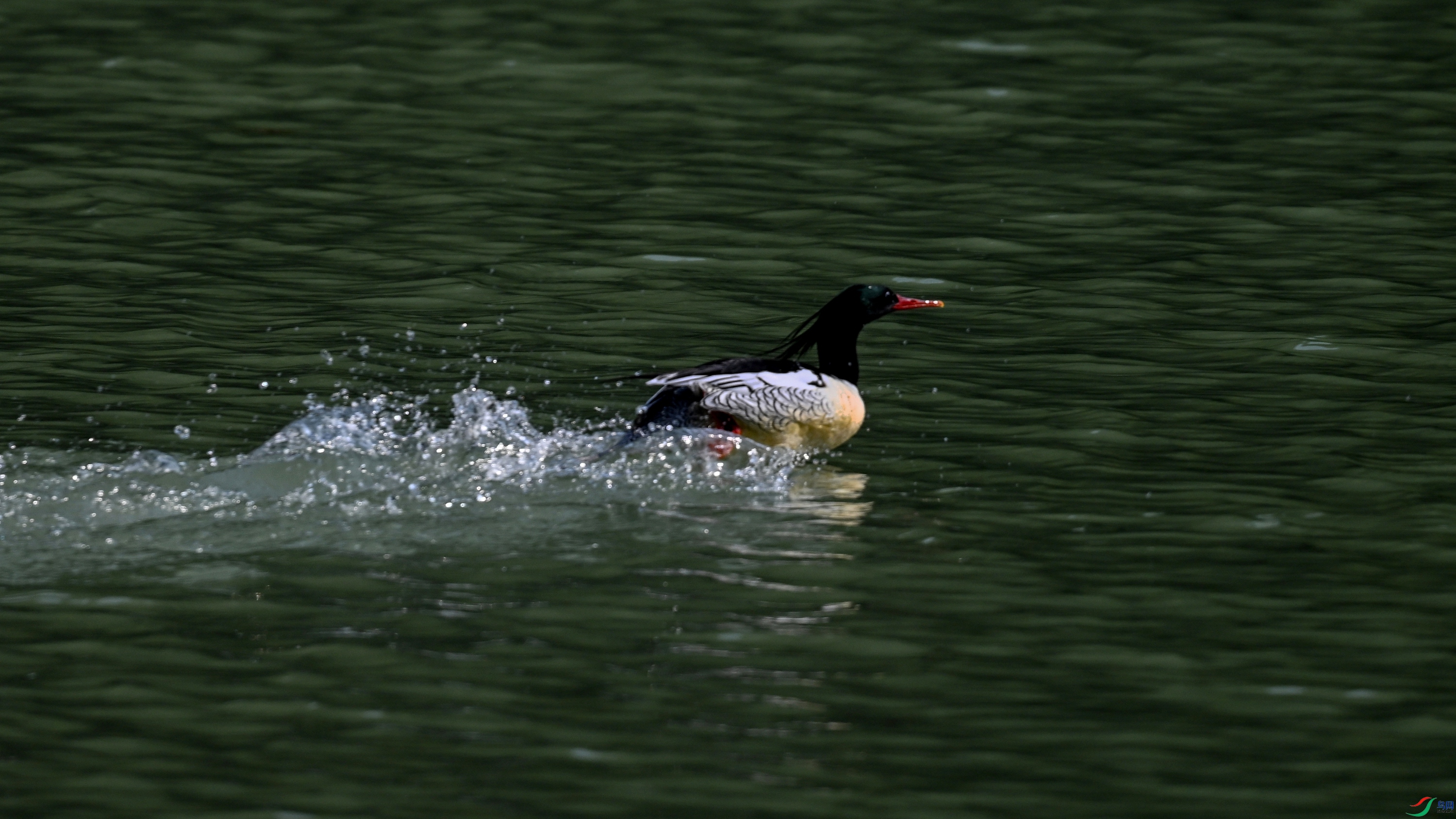 DSC_7343.JPG