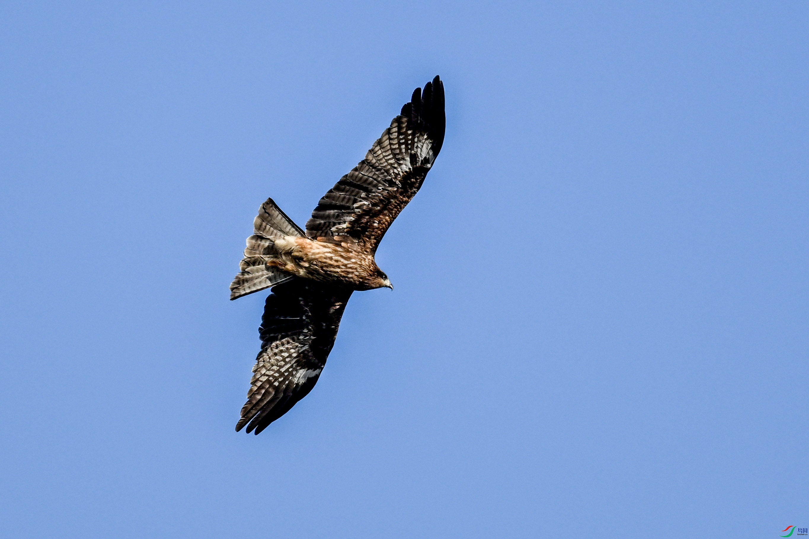 DSC_8518.JPG