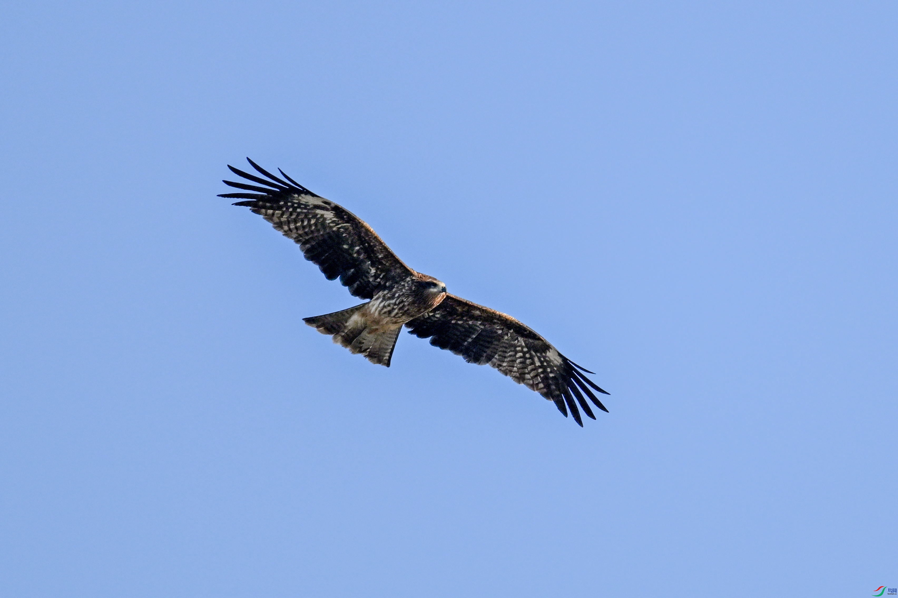 DSC_8521.JPG