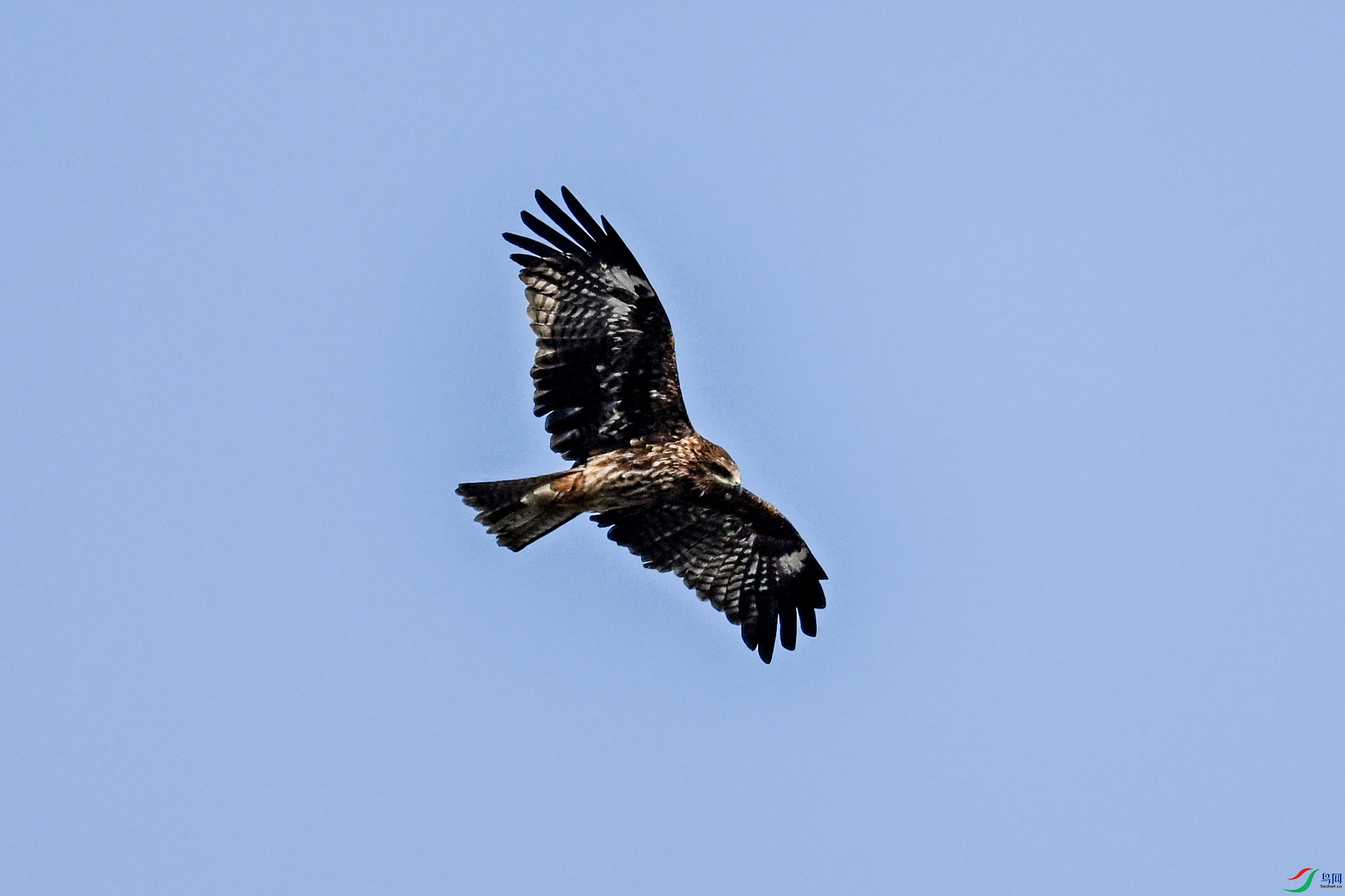 DSC_8510.JPG