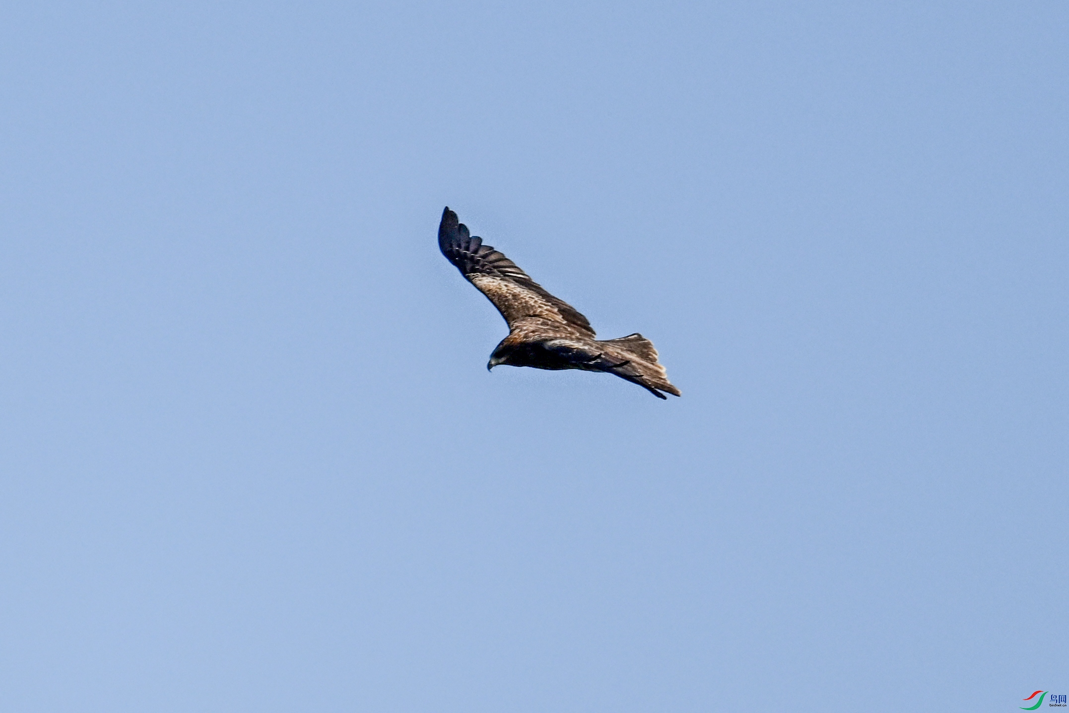 DSC_8499.JPG