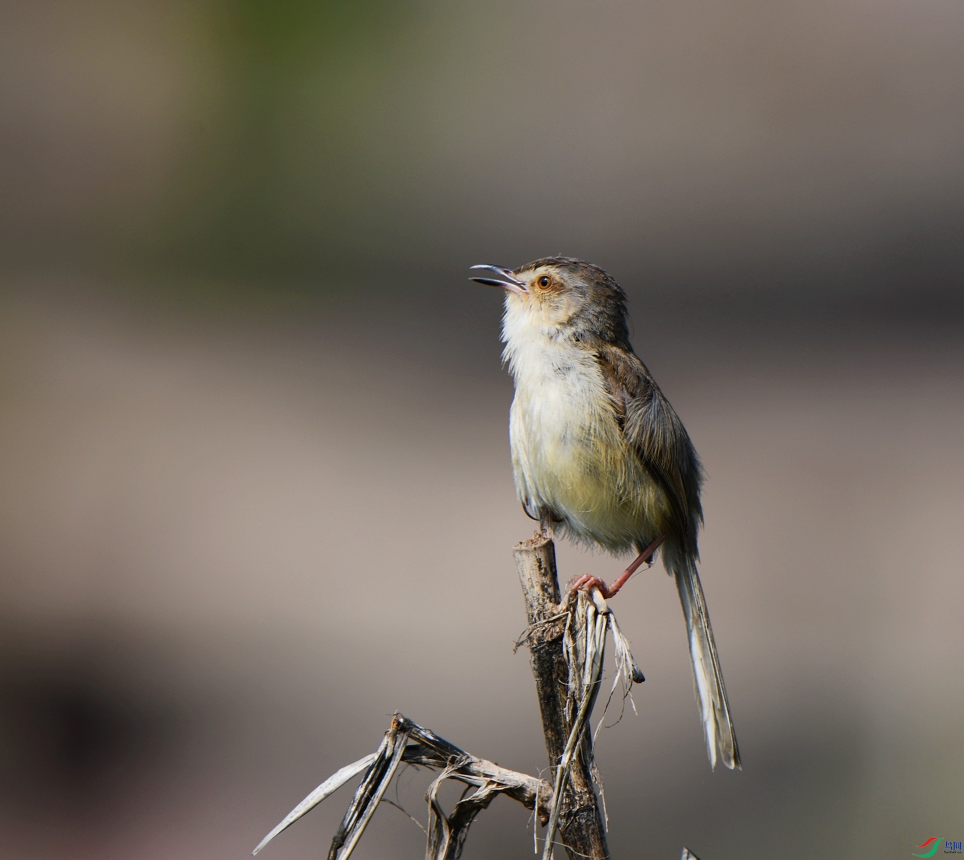 DSC_5556.jpg