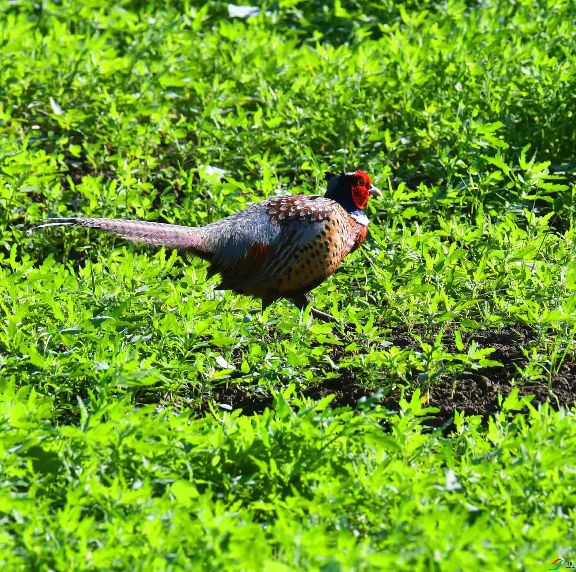 DSC_3115.JPG