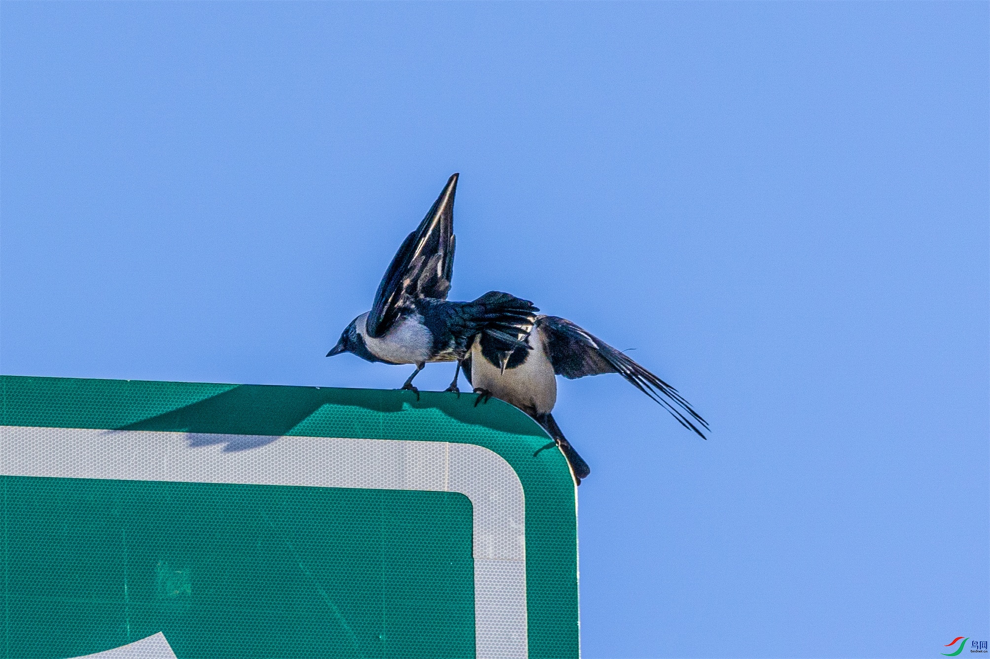 1K3A9718 ����1.jpg