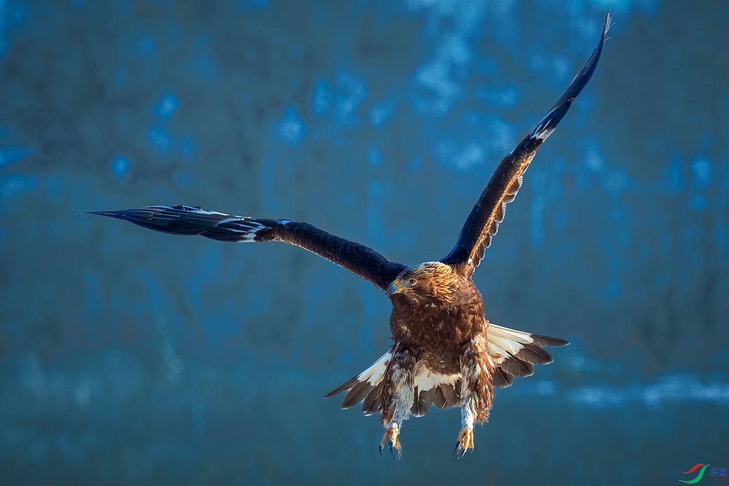 ���----������ѩ