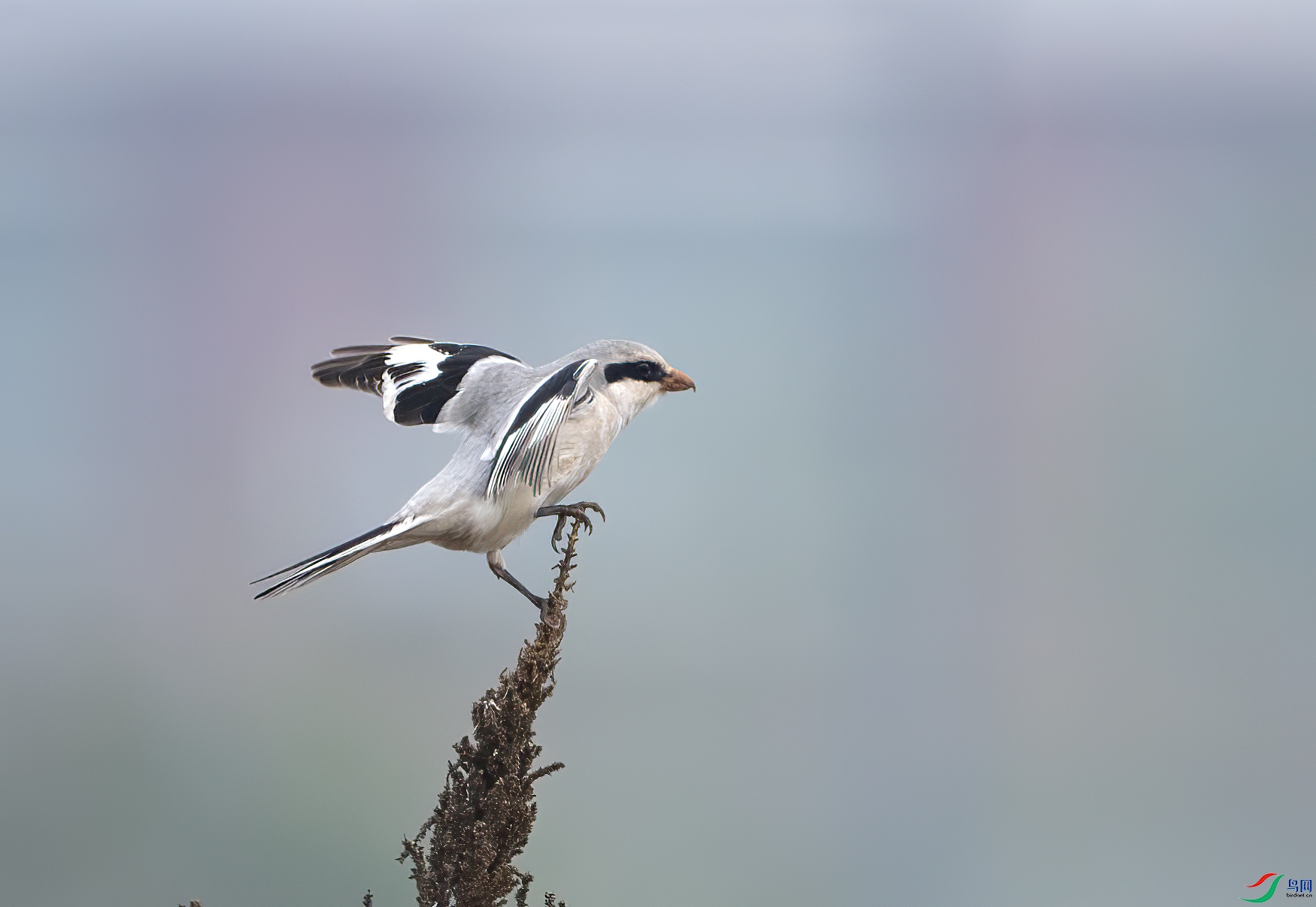 DSC_4870-����ǿ-NR ����.jpg