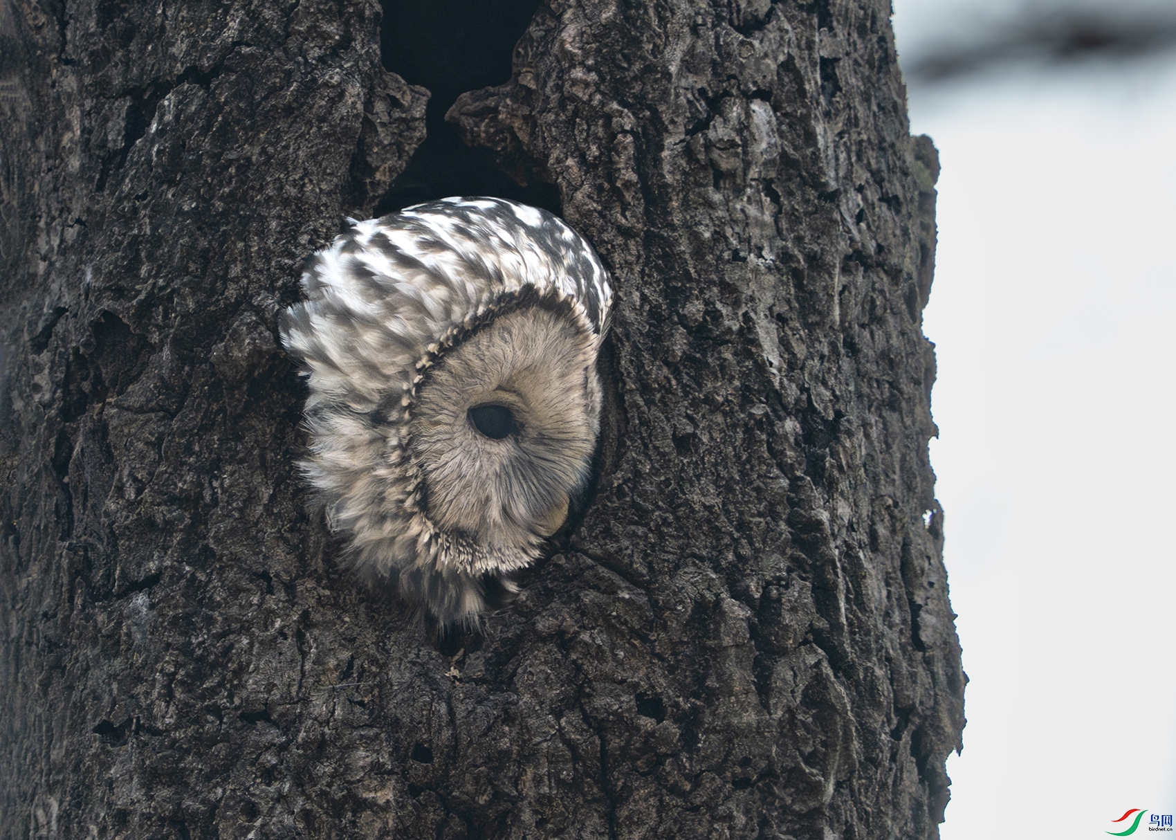 _DSC6221 ����-2 ����.jpg