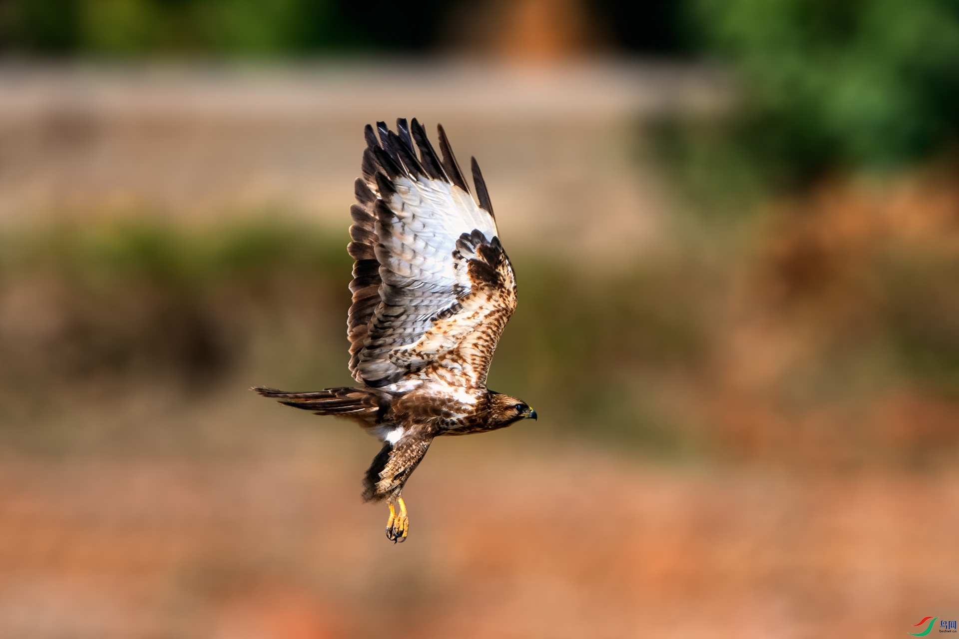 ��_AUU3029��ϲɽ