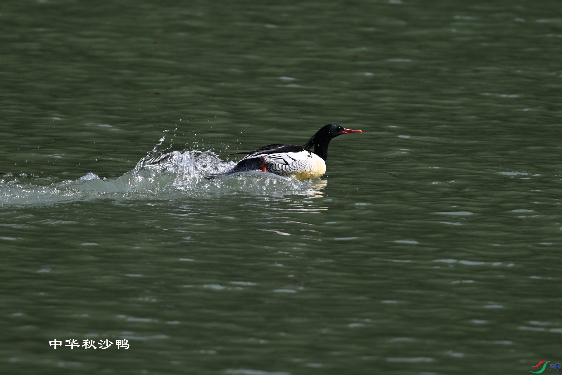 DSC_7348.JPG