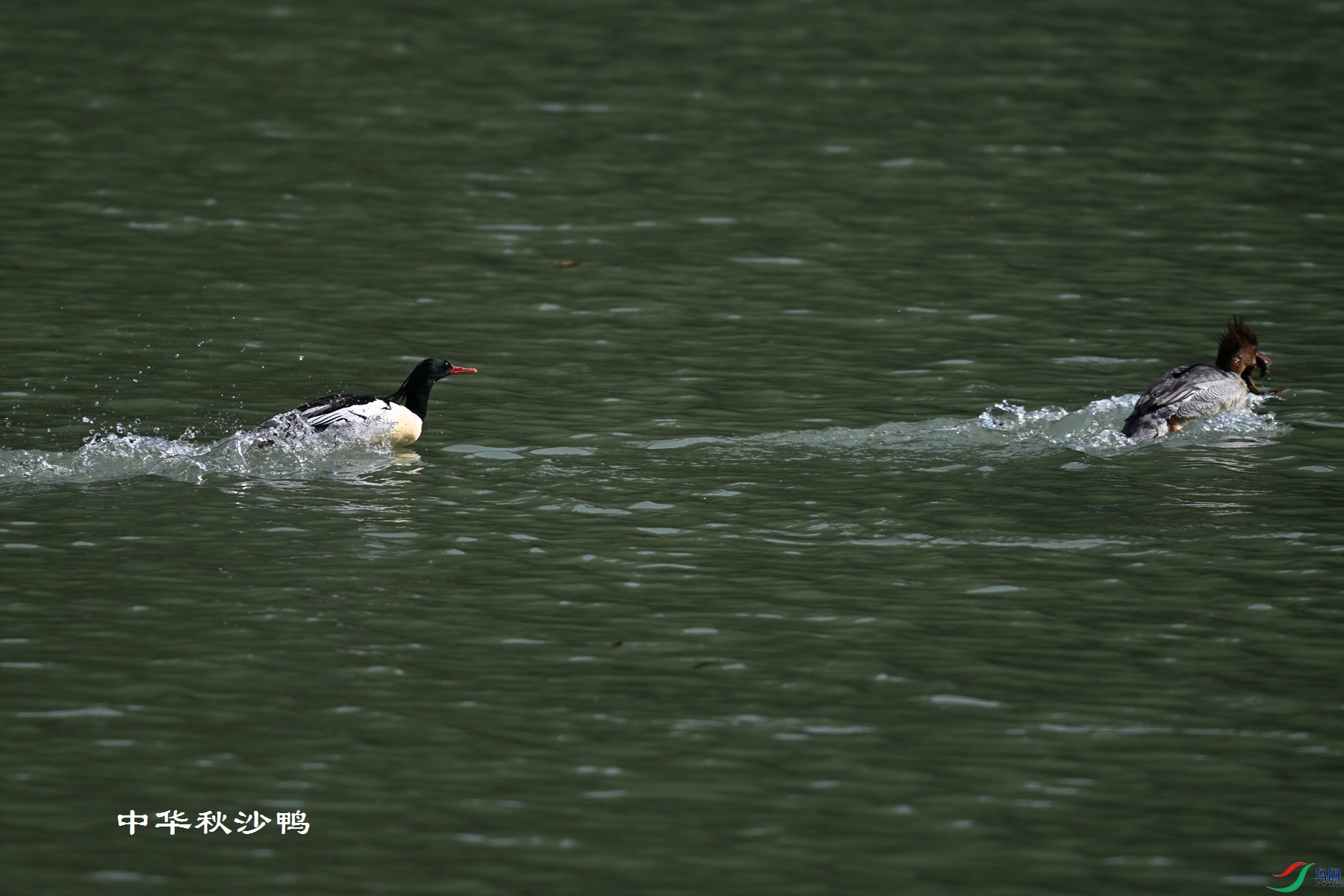 DSC_7354.JPG