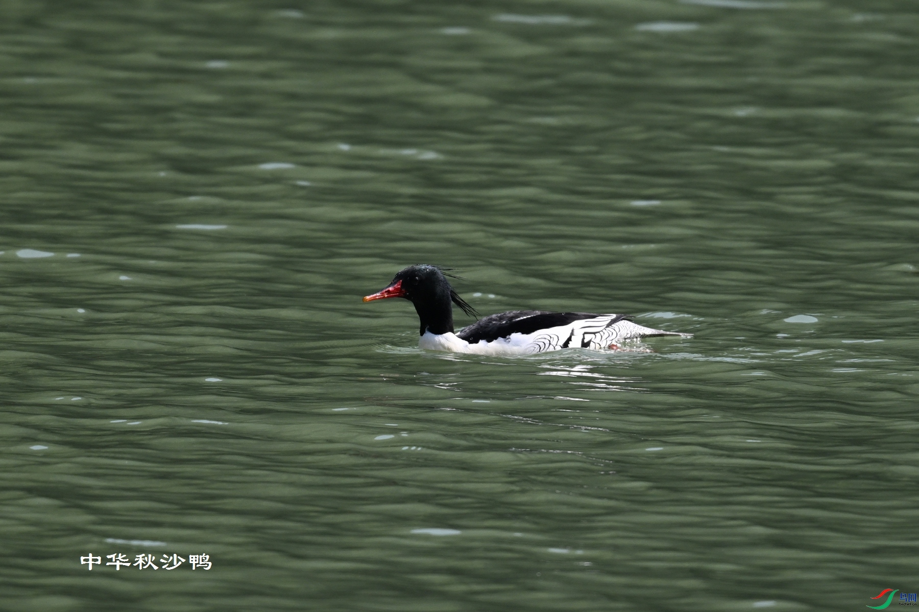 DSC_7337.JPG