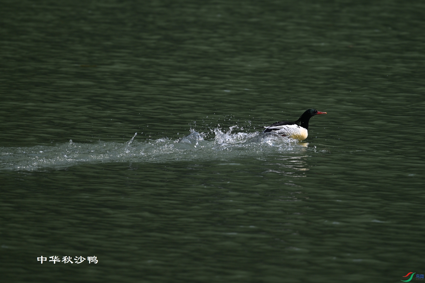 DSC_7340.JPG