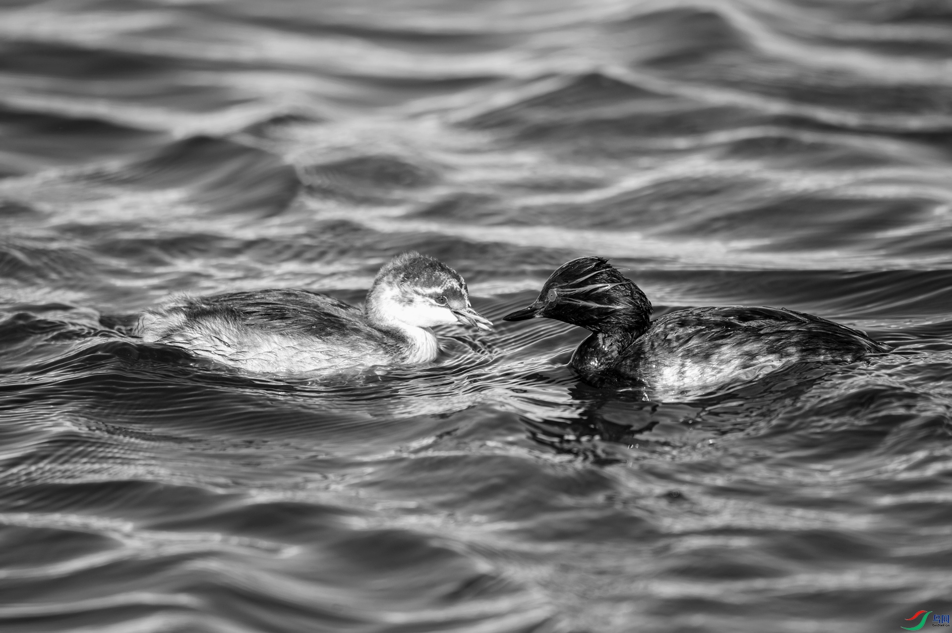 _DSC42400.jpg