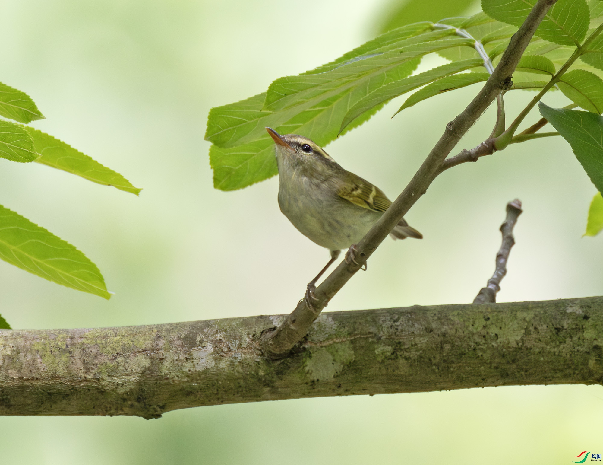 2I1A9153-����ǿ-NR ����.jpg